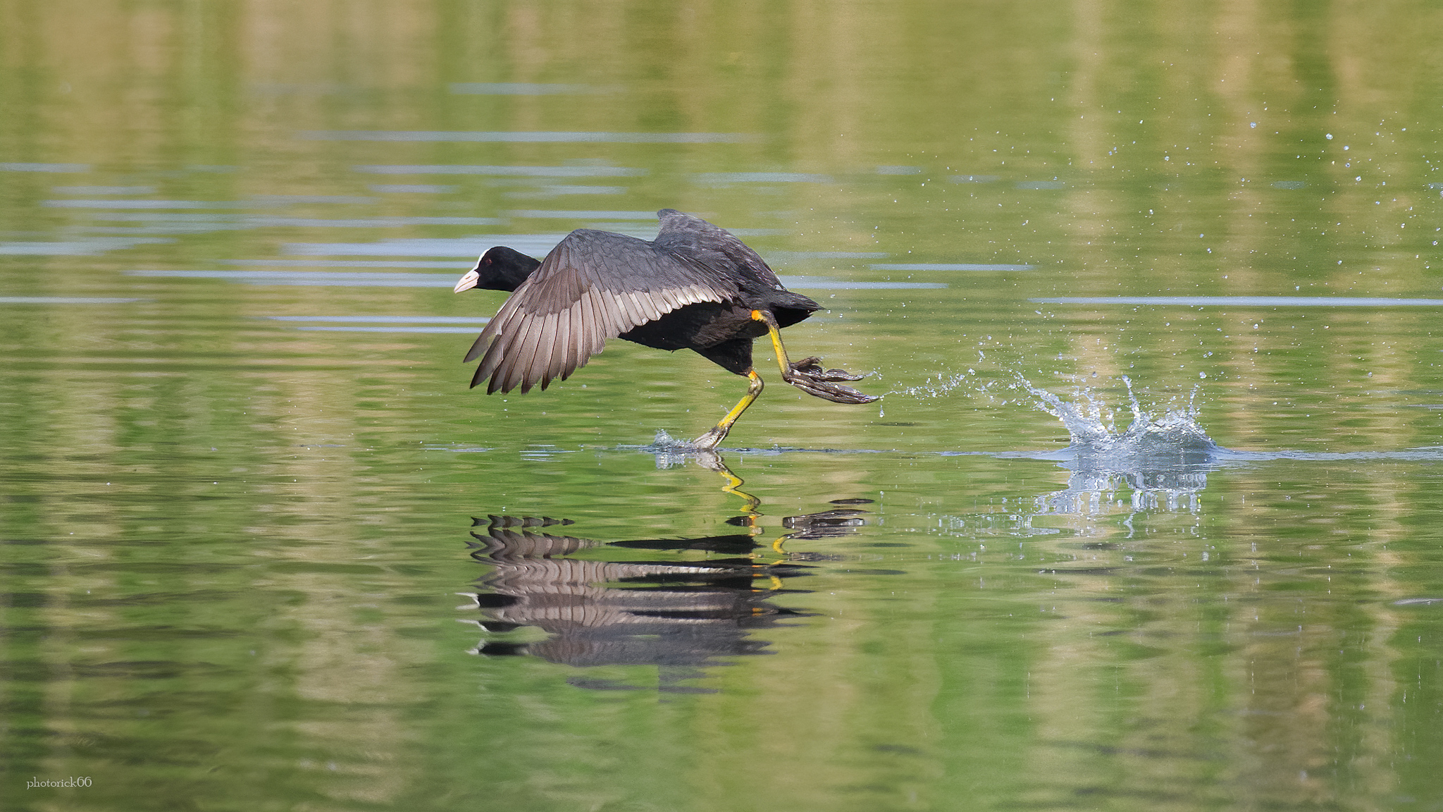 the Coot, always agitated