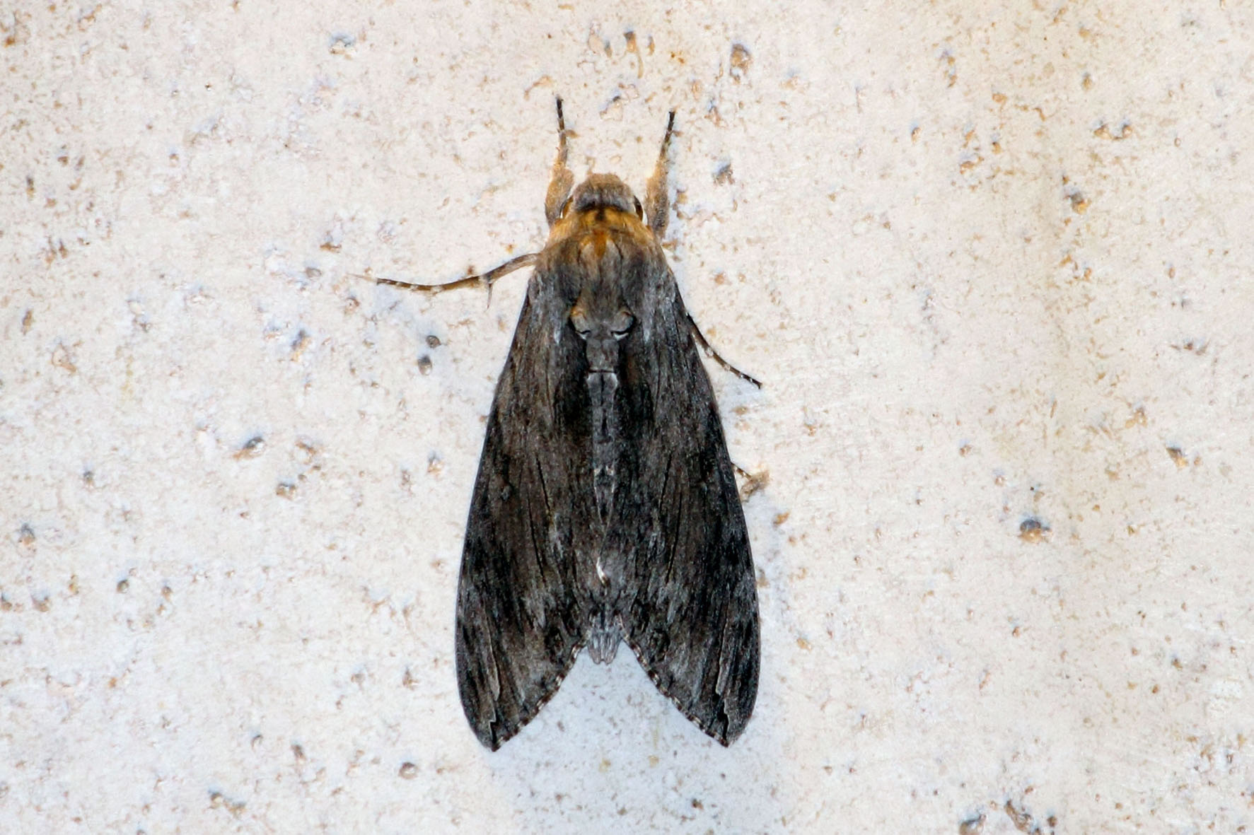 falena testa di morto