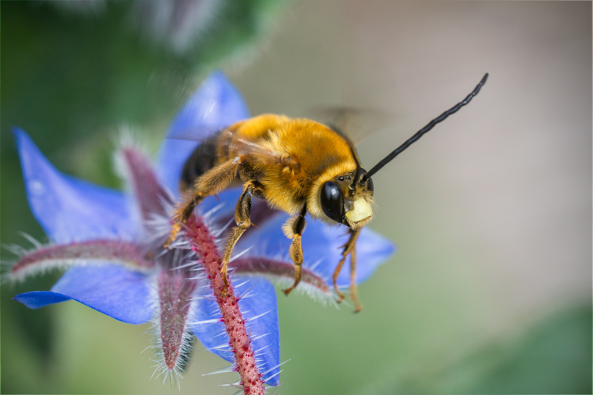 Insect to the involution