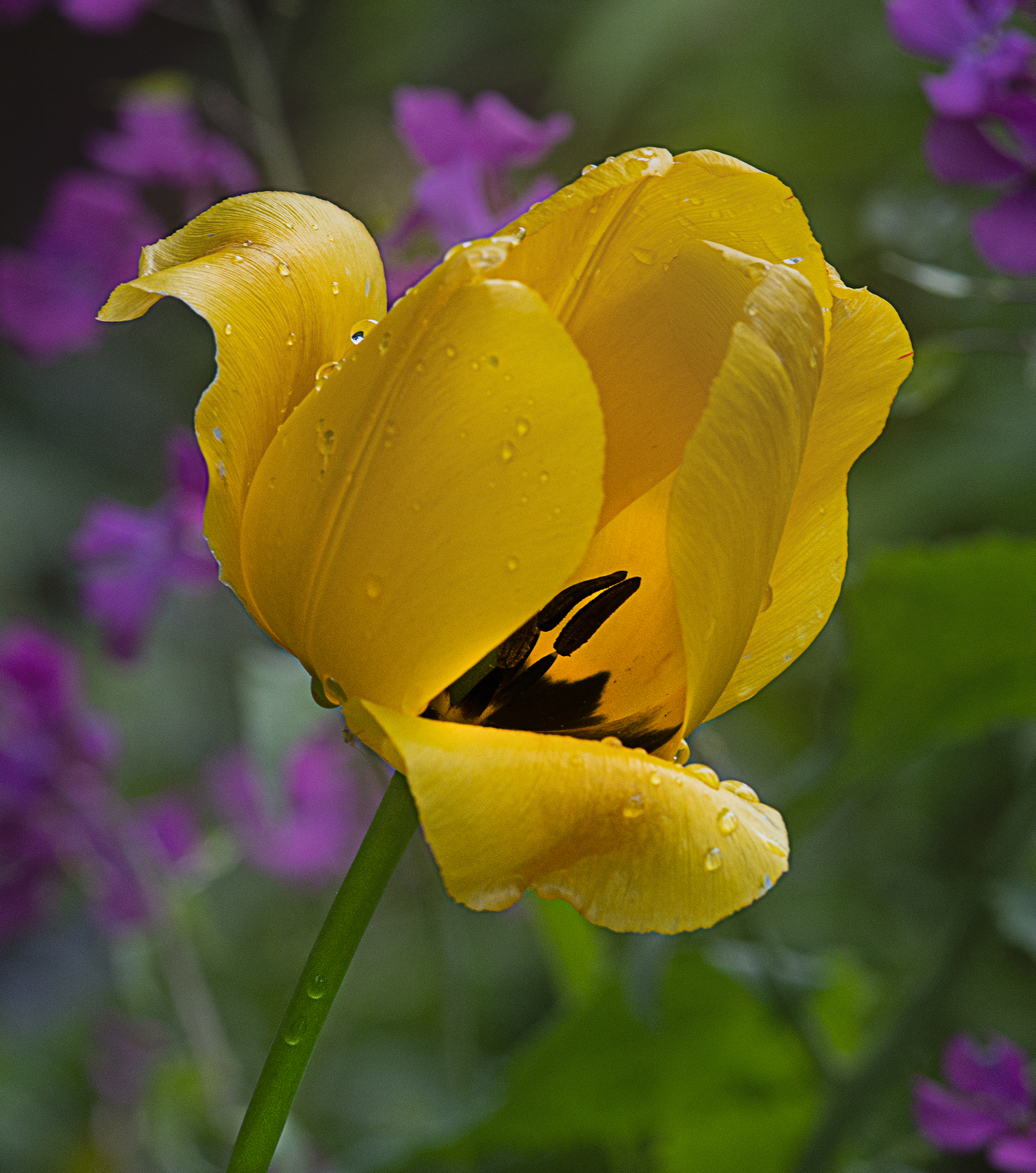 Tulipano giallo sotto la pioggia.