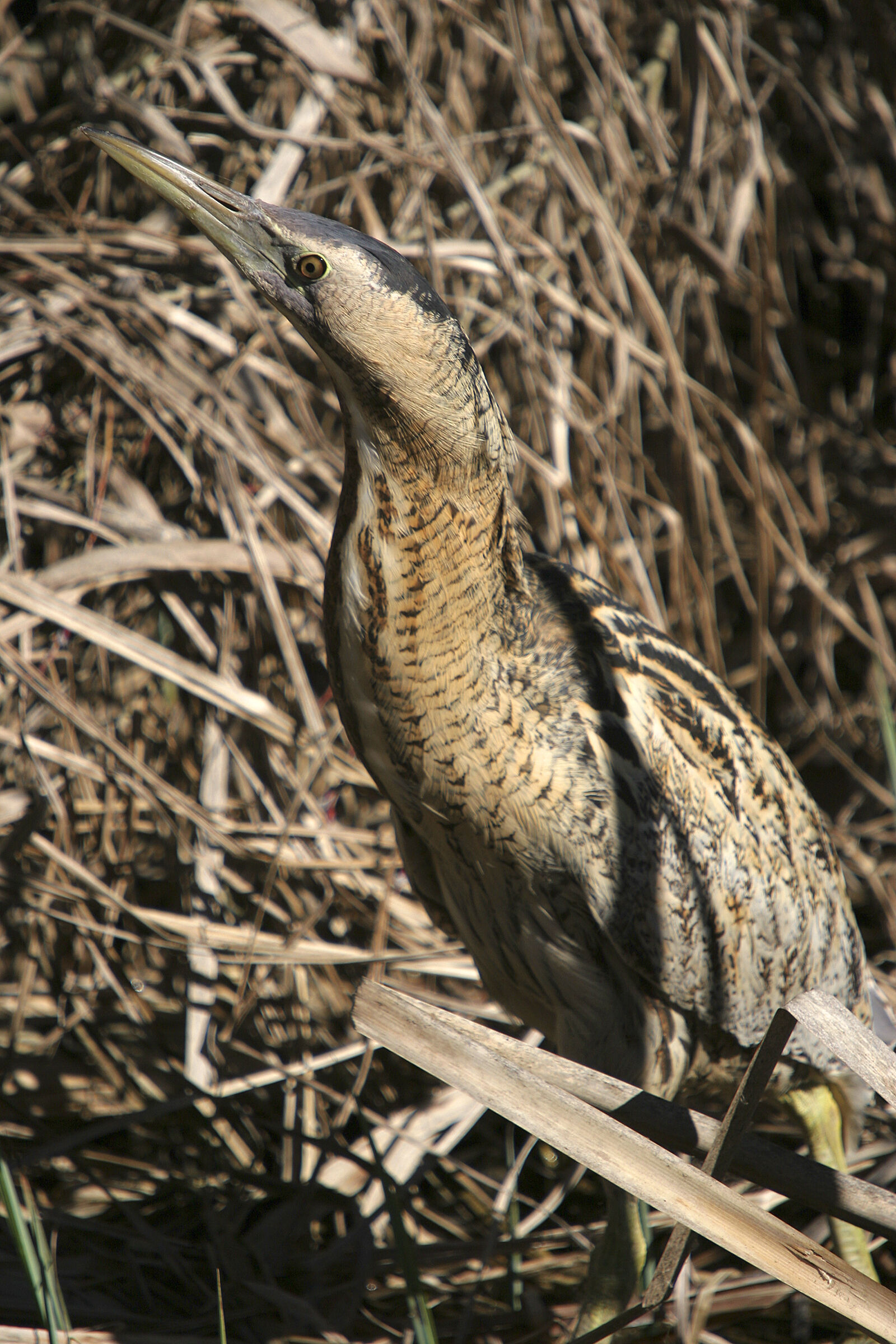 bittern