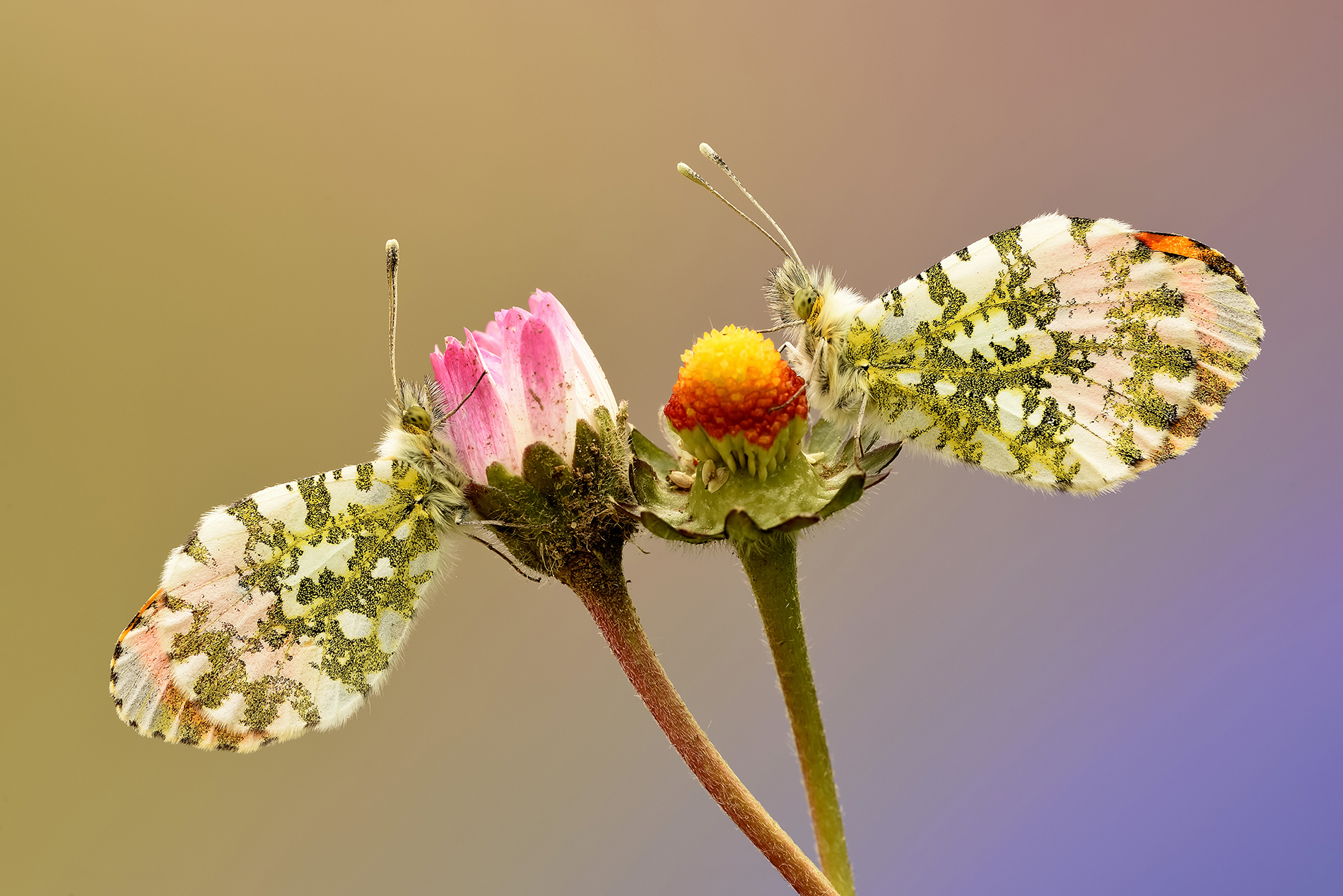 Antocharis cardamines