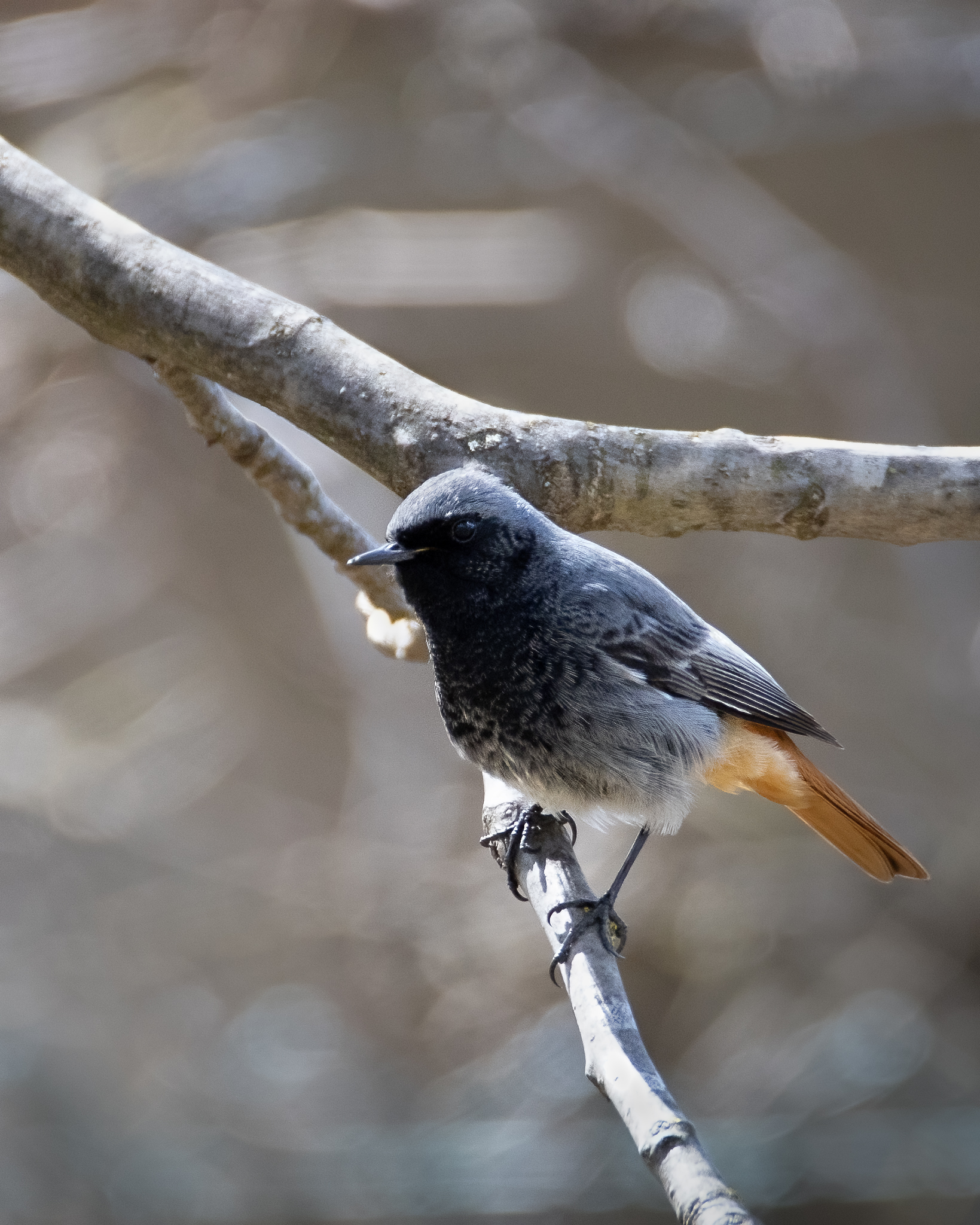 redstart