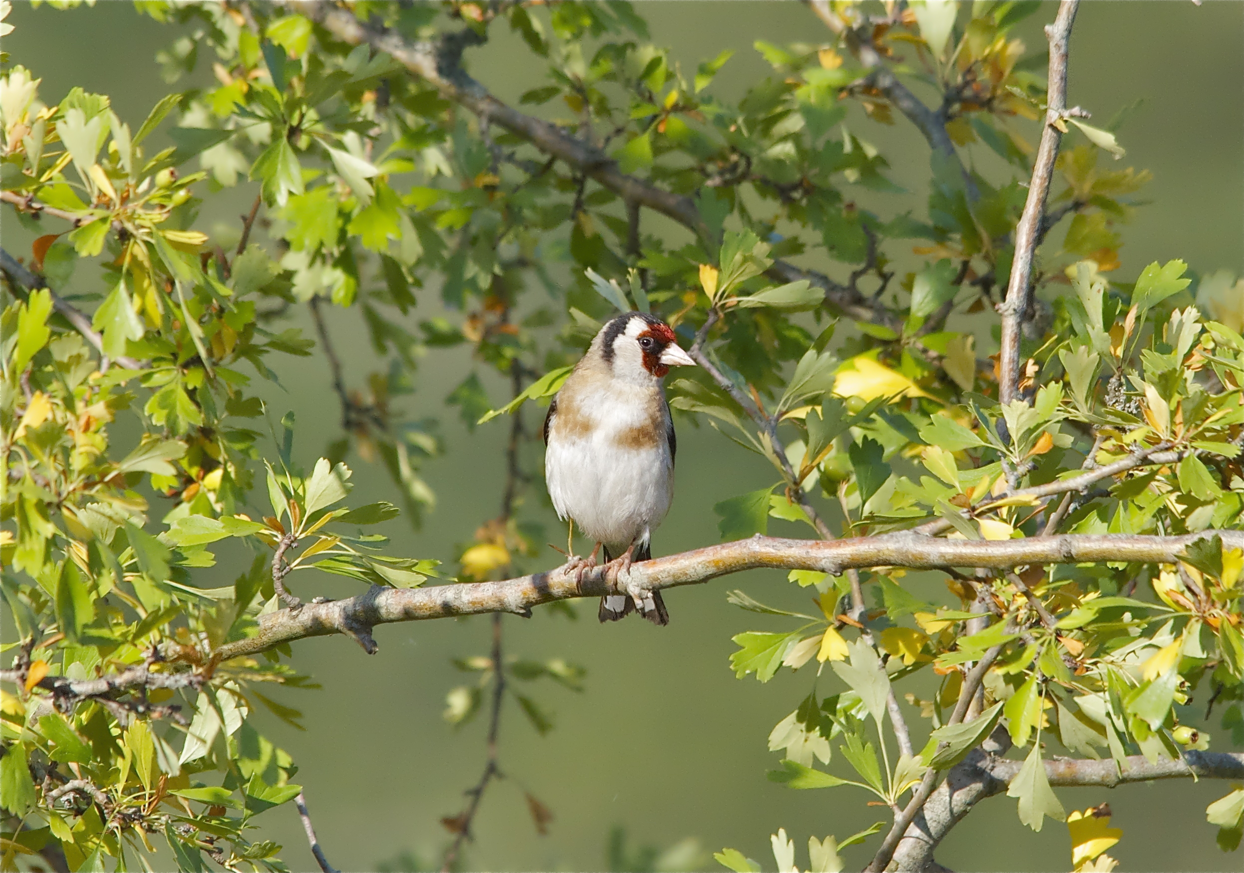 Goldfinch