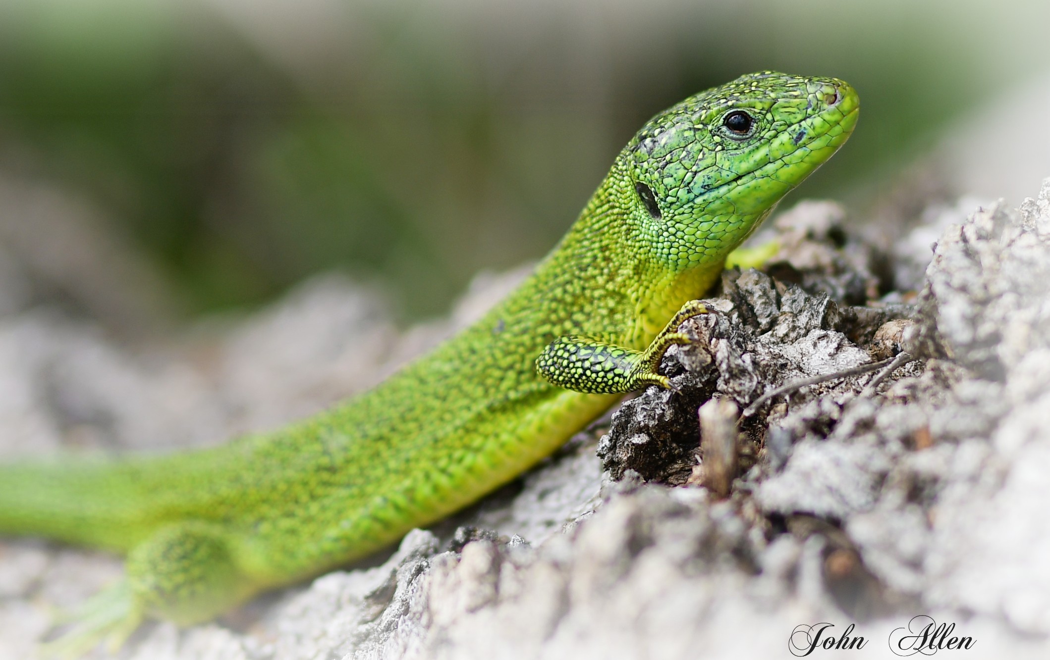 green lizard