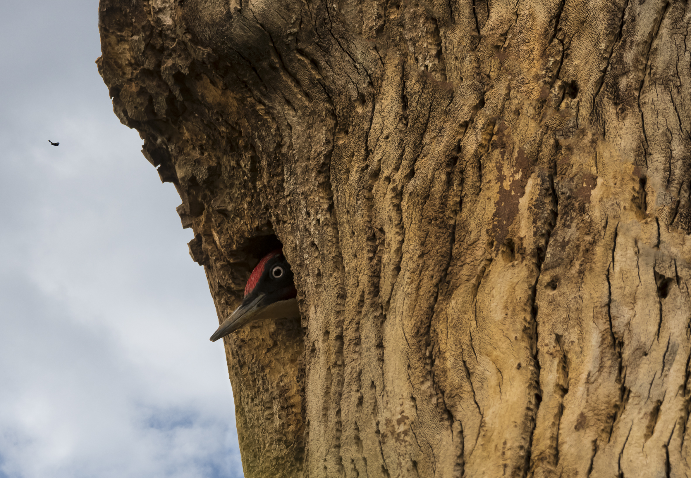 heiii!!!  do not disturb ... I'm brooding..