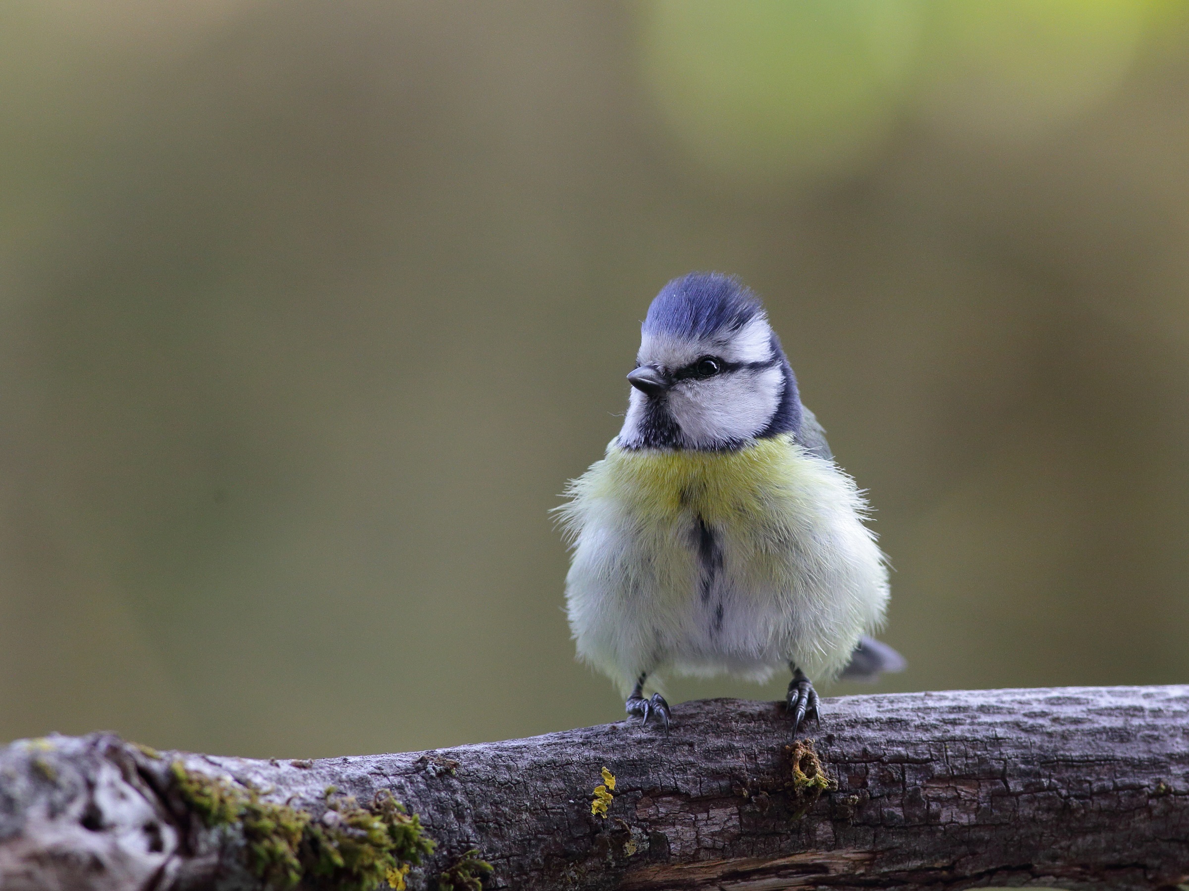 Parus caeruleus o cinciarella