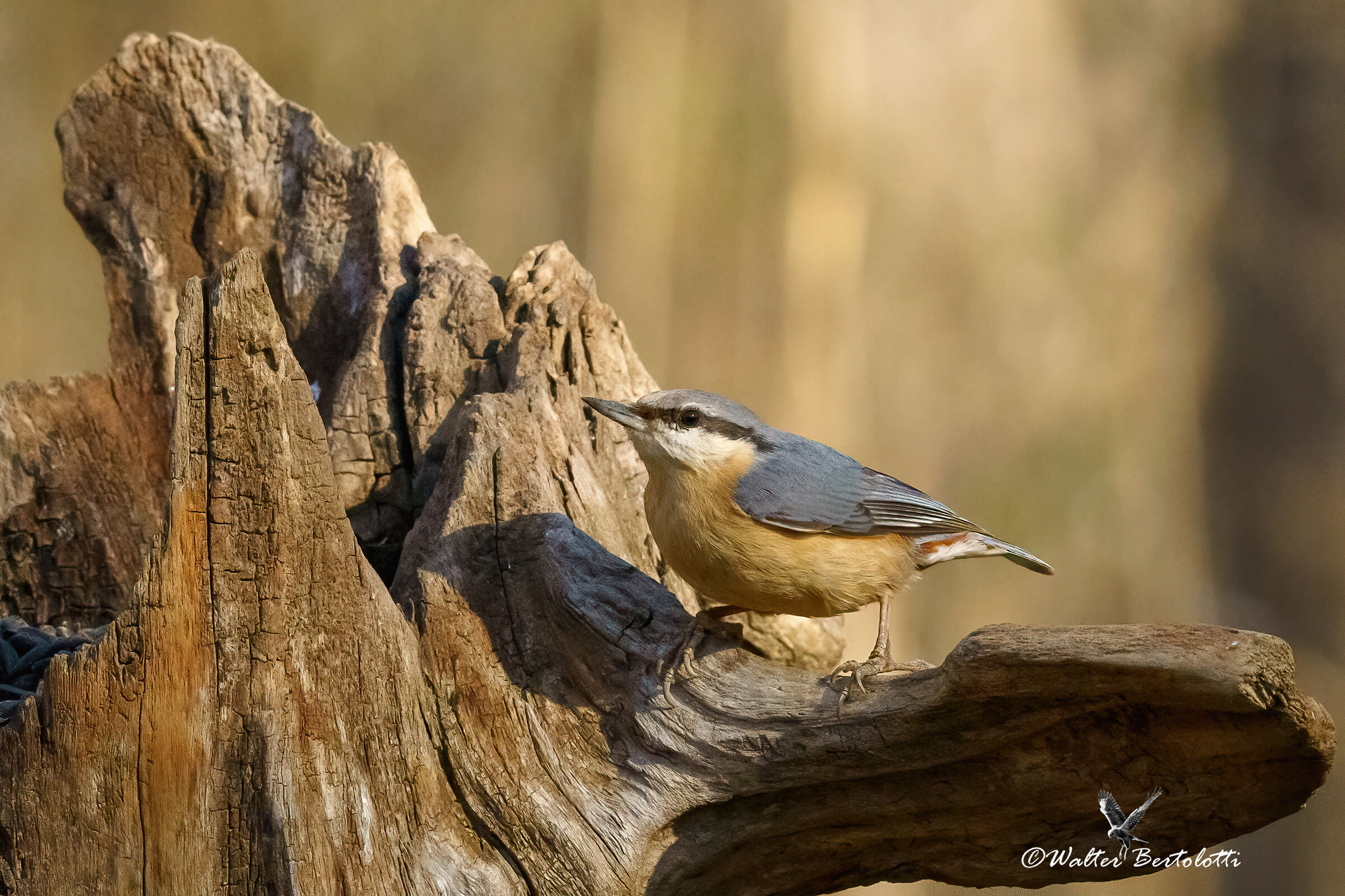 wood nuthatch