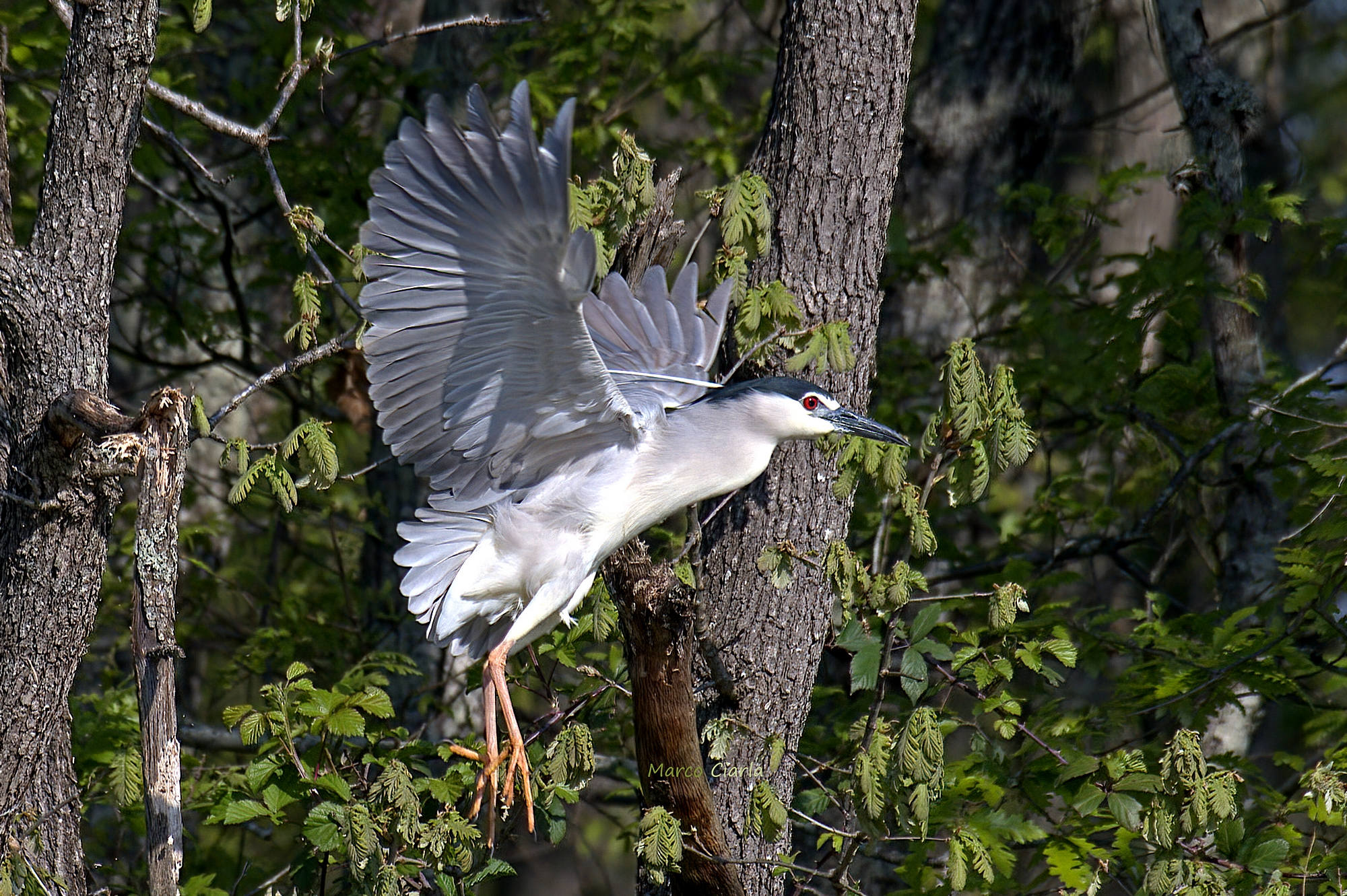 Nitticora (Nycticorax nycticorax)