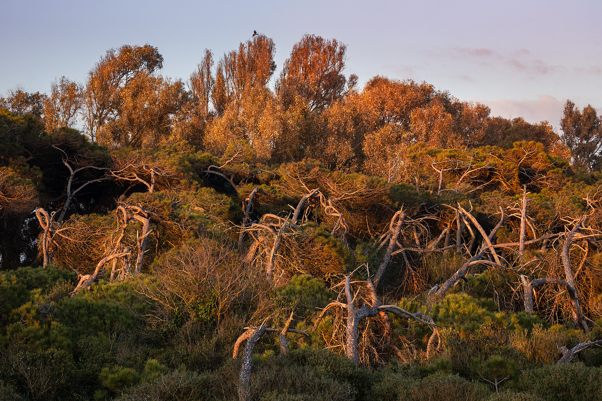The twisted pine forest