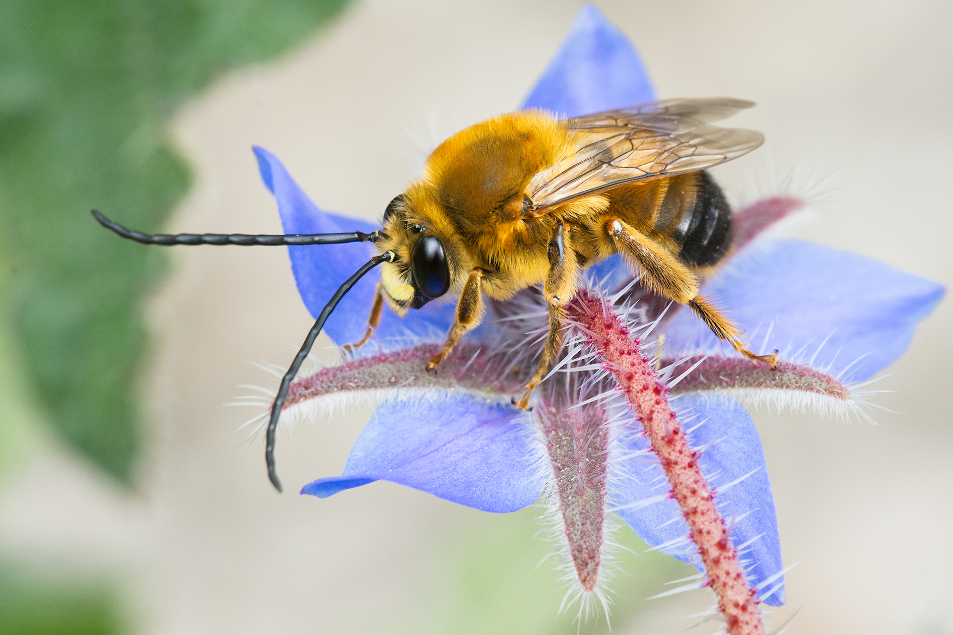 Insect on borage