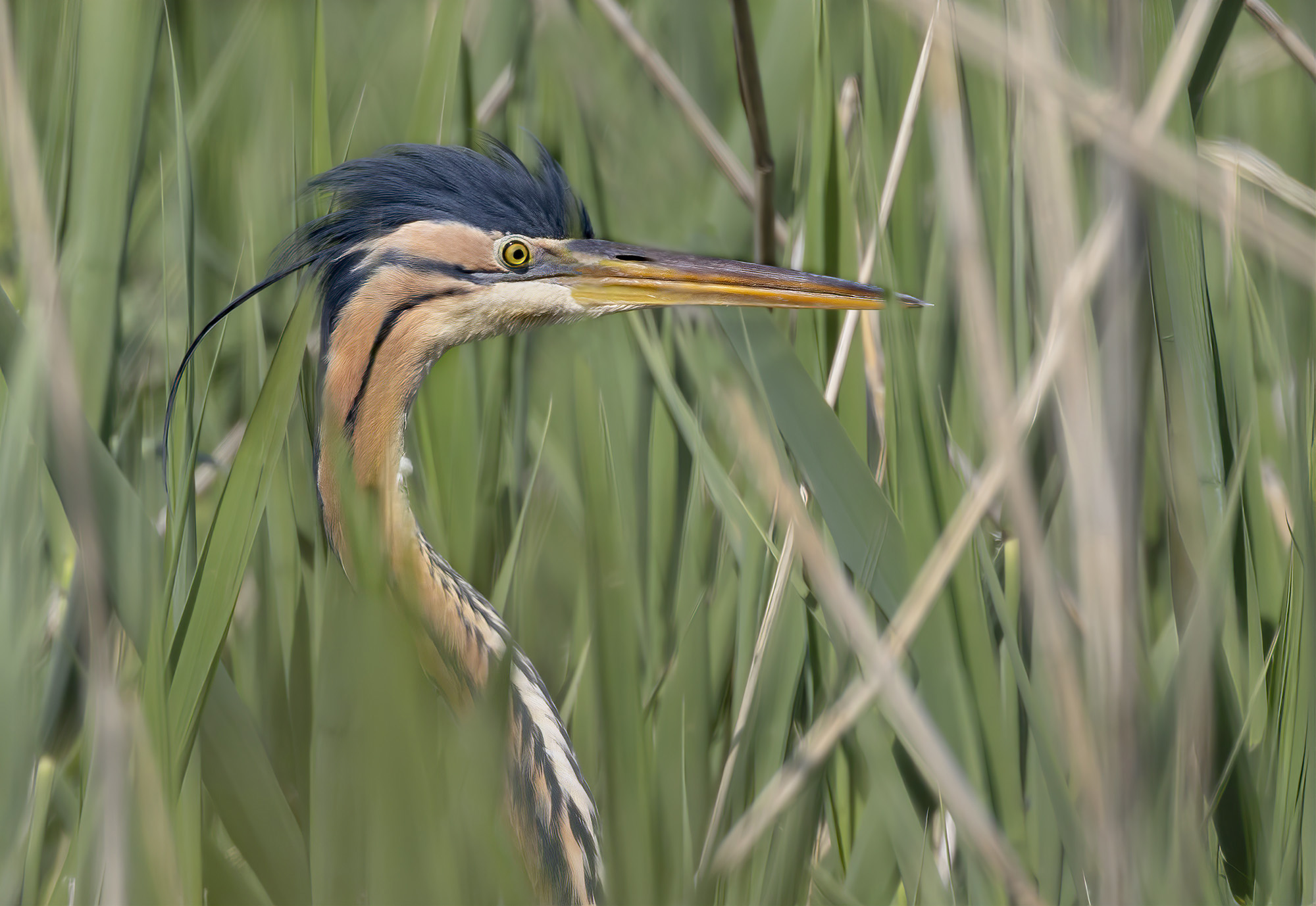 airone rosso mezzo busto