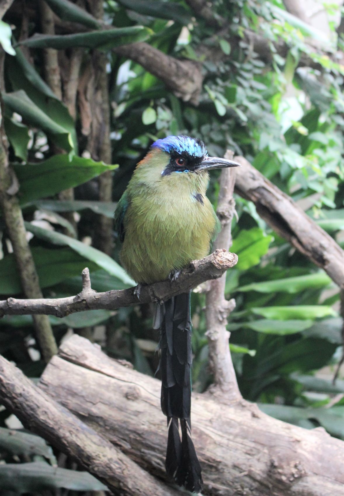 blue caped motmot cenote ik-kil