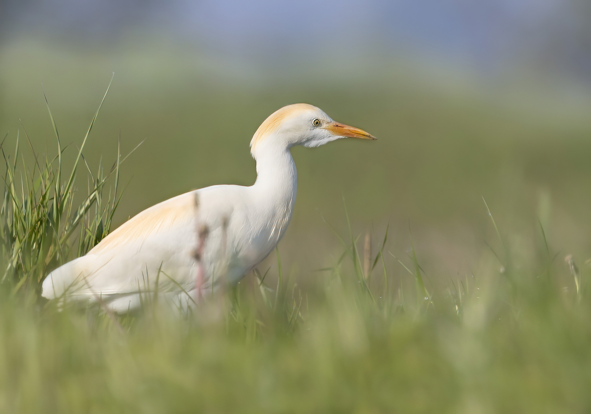 Airone gurdabuoi sull'argine della risaia