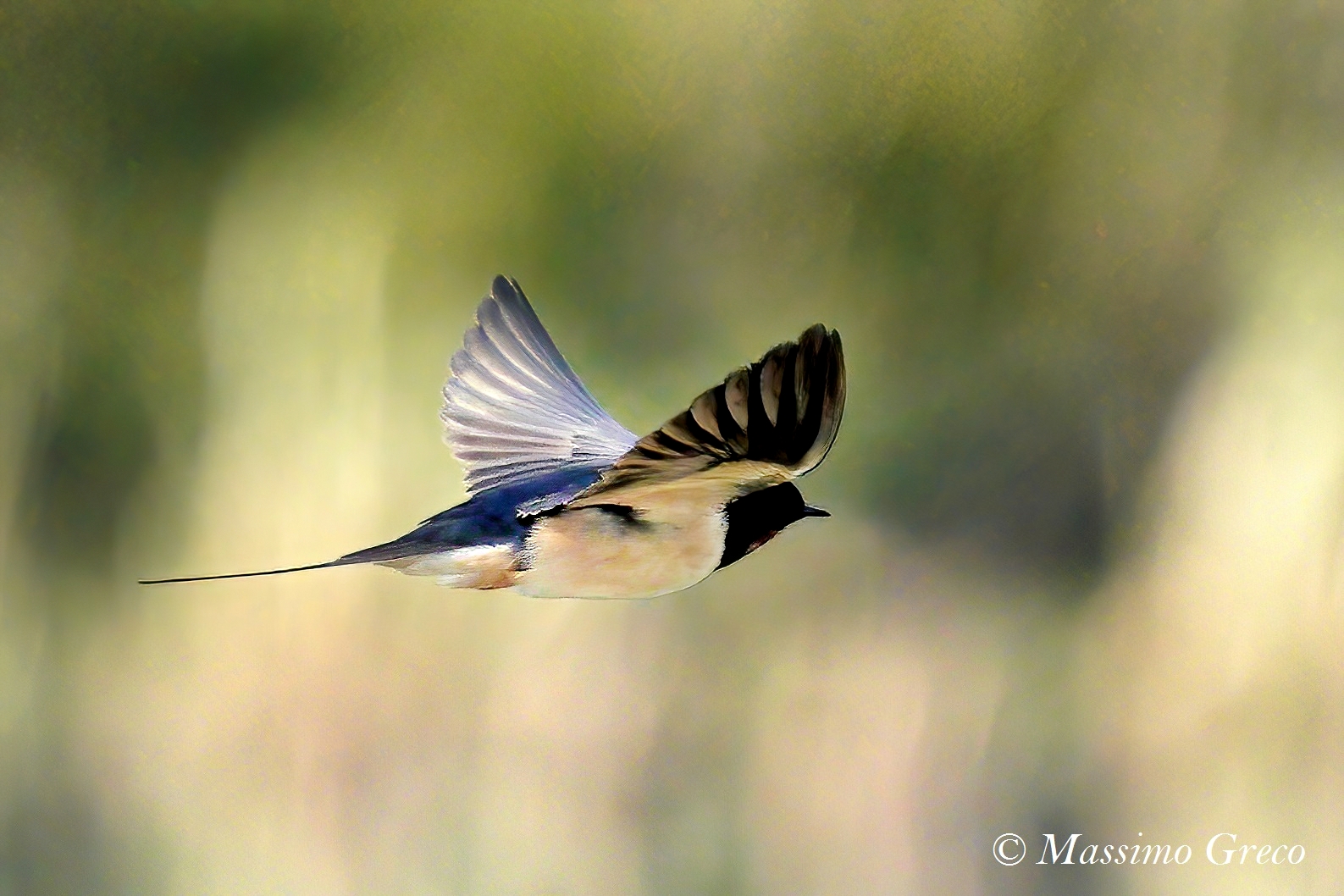 The first swallow I take in flight