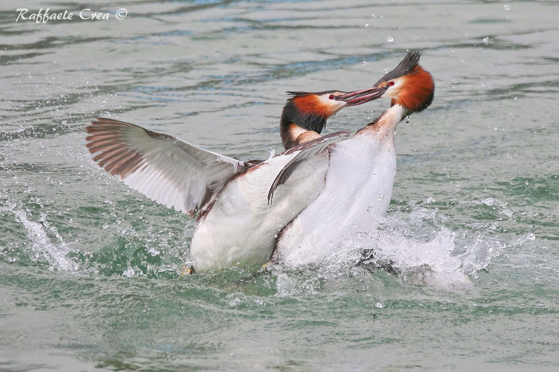 Svassi Maggiori: sembrano Angeli ma......