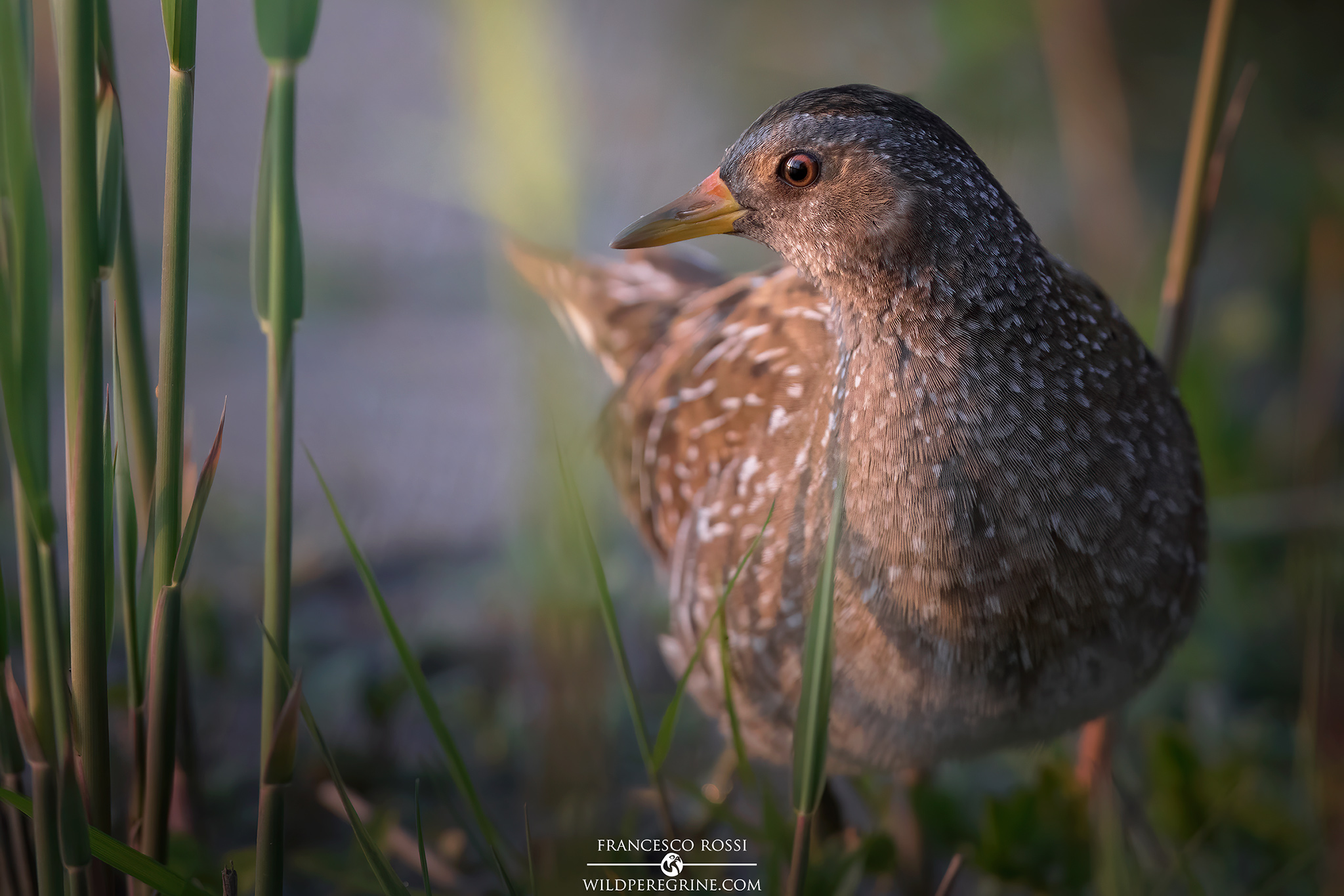 Voltolino at the last lights