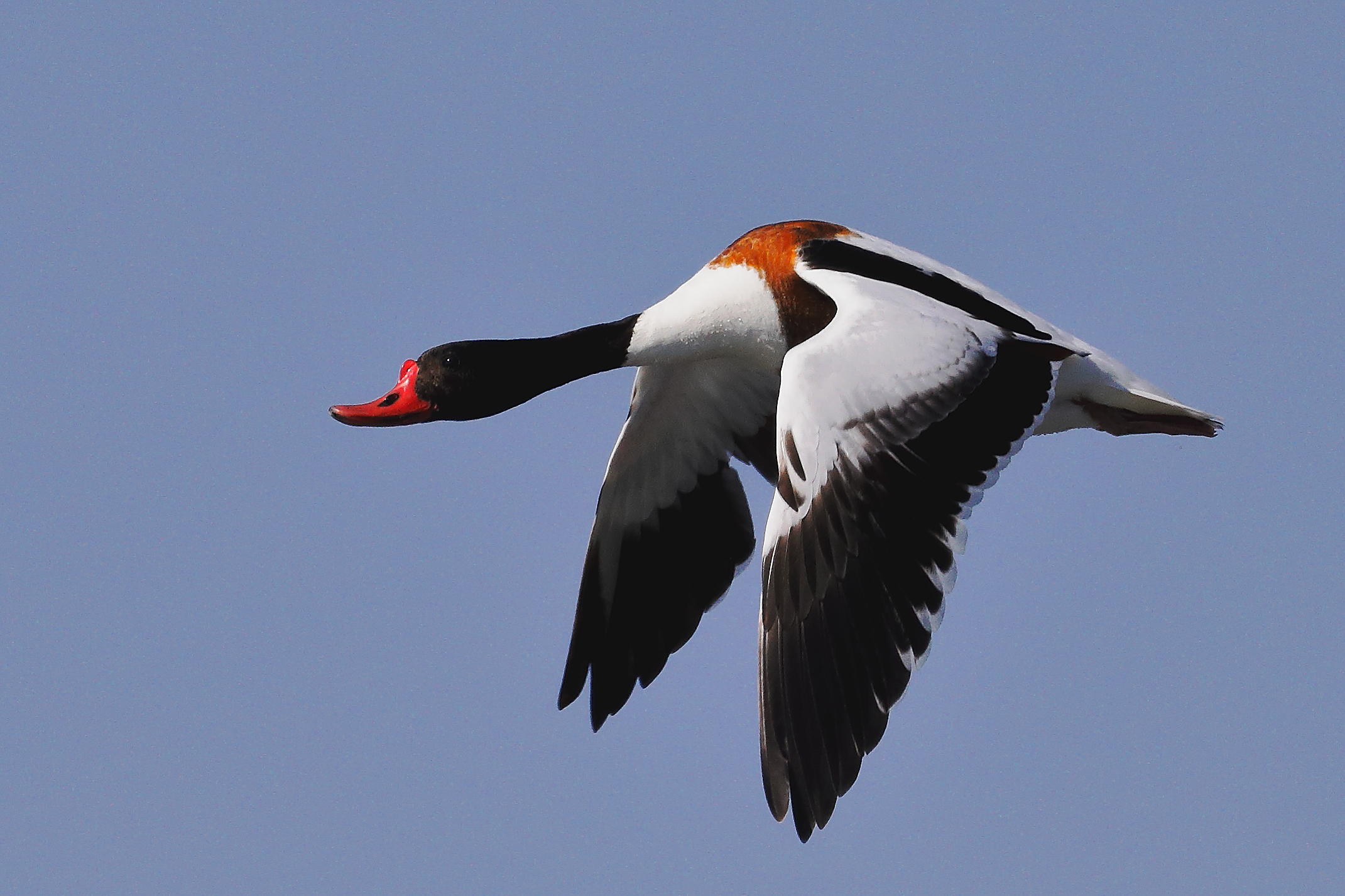 common shelduck