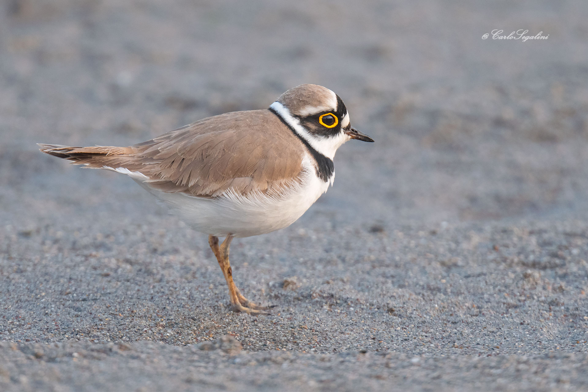 Corriere piccolo,Charadrius dubius