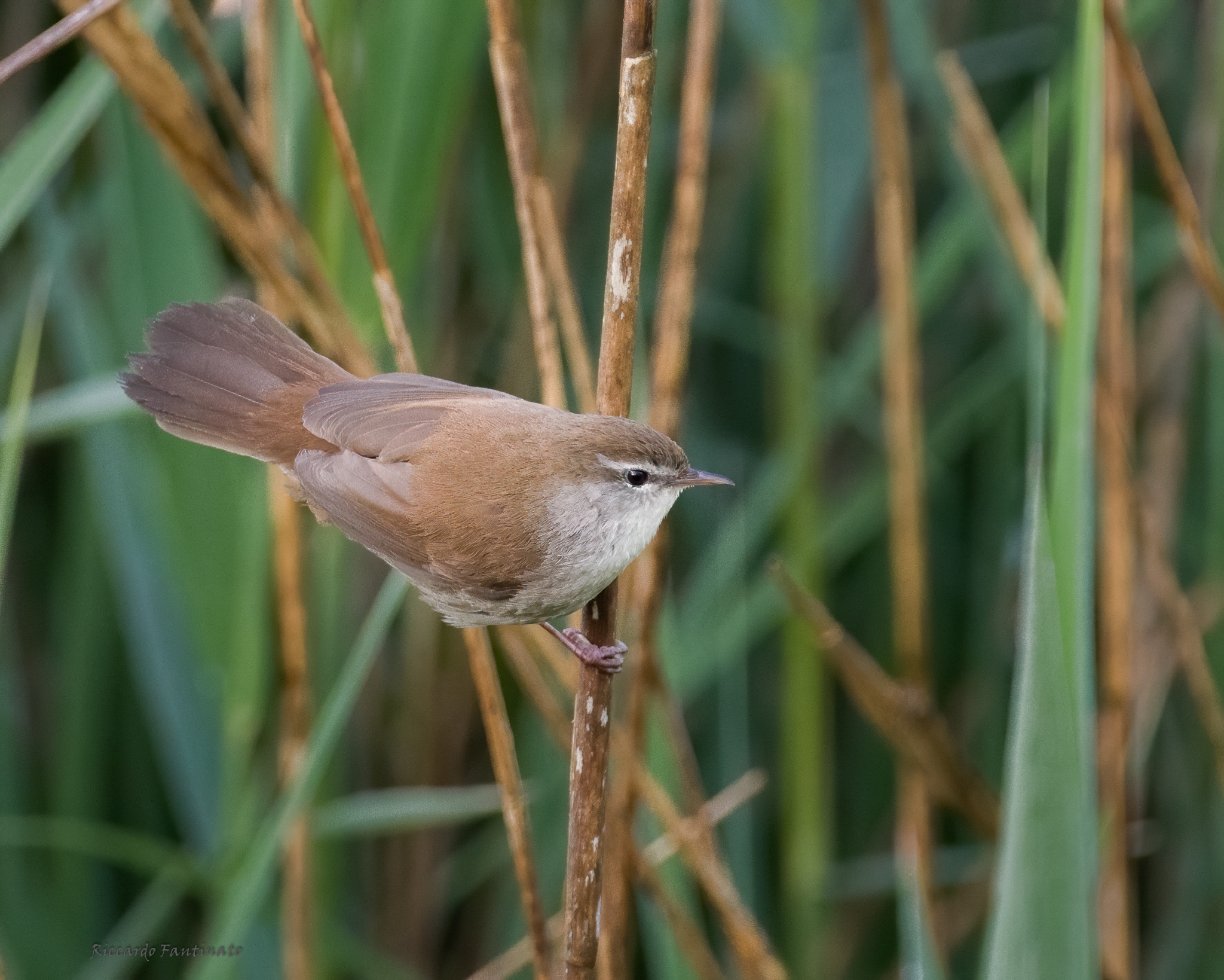 il simpatico Usignolo dalla voce squillante