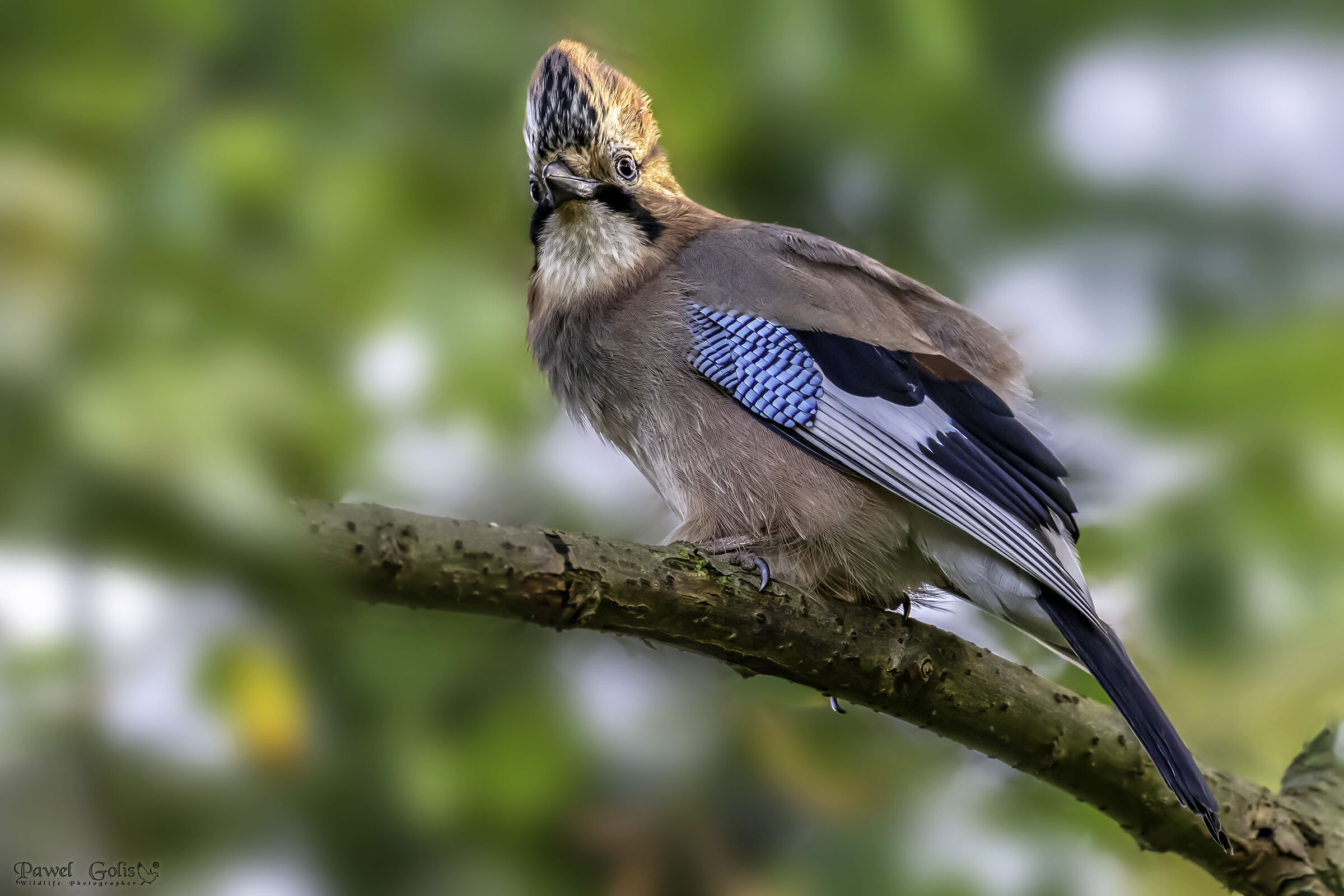 Eurasian jay (Garrulus glandarius)