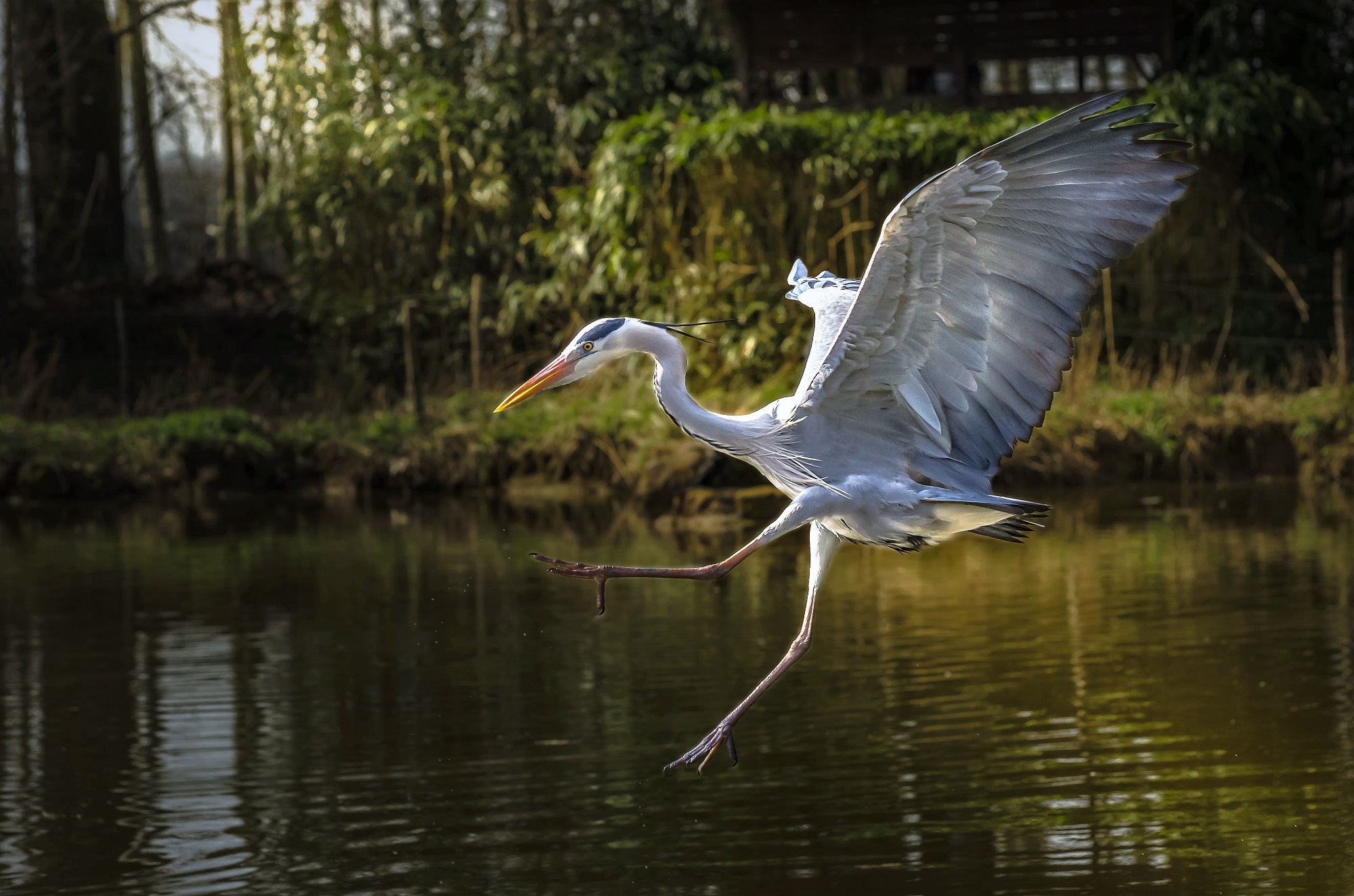 La planata del cenerino