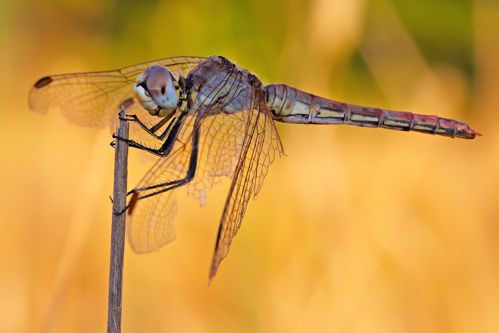 dragonfly