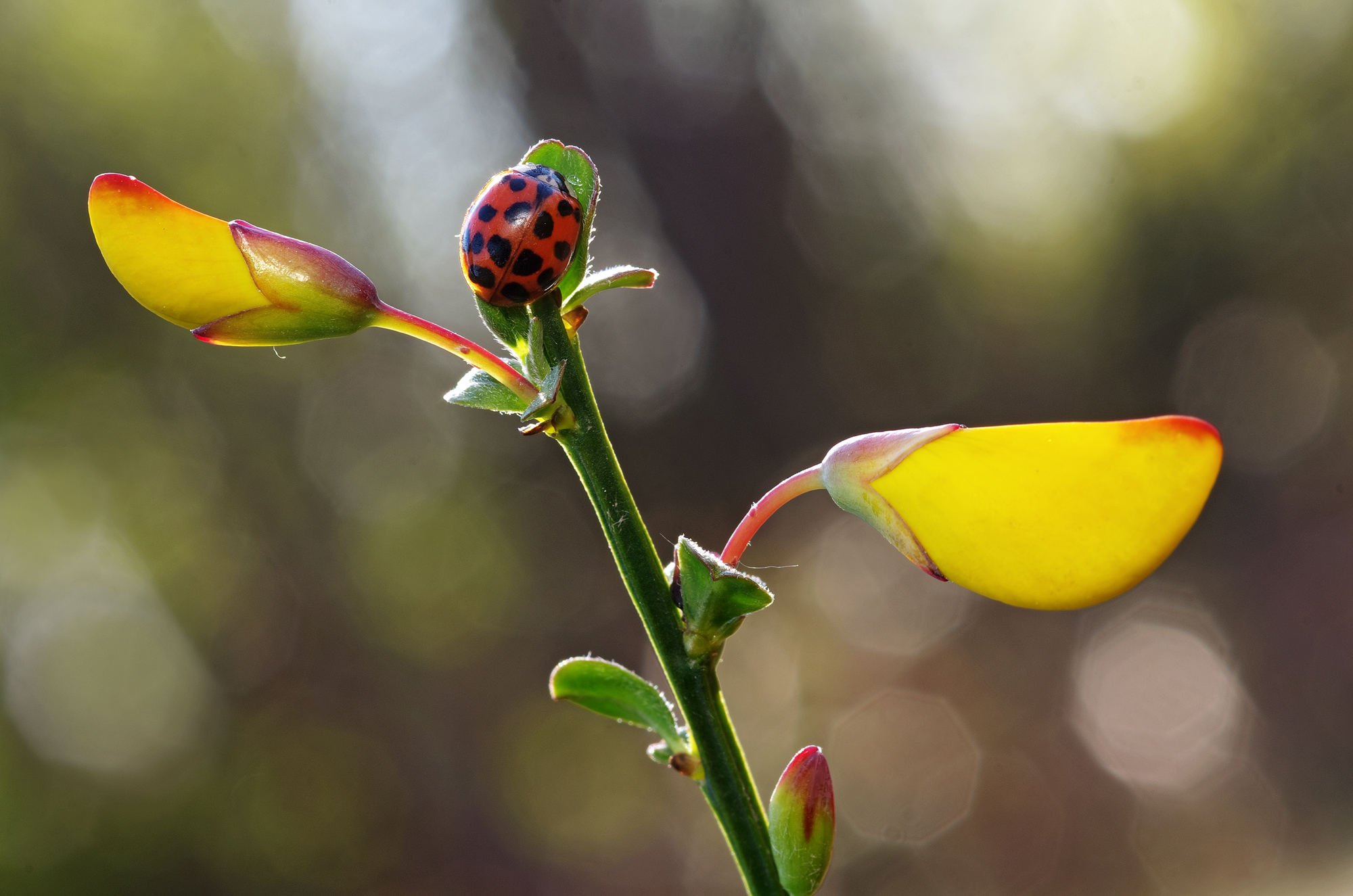 Ladybug on broom