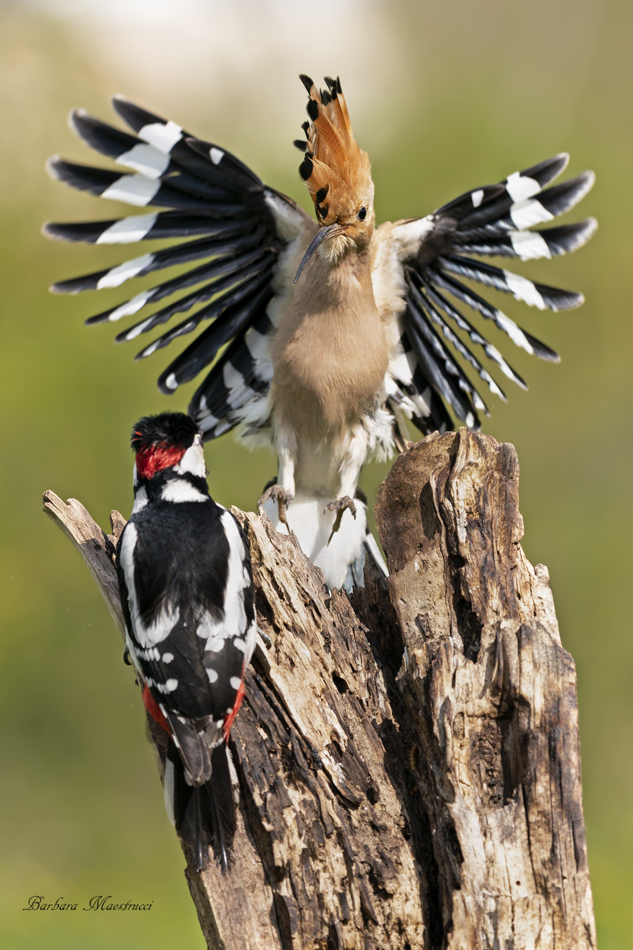 E non ci pensavo proprio...