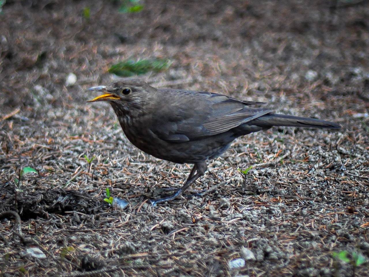bird working