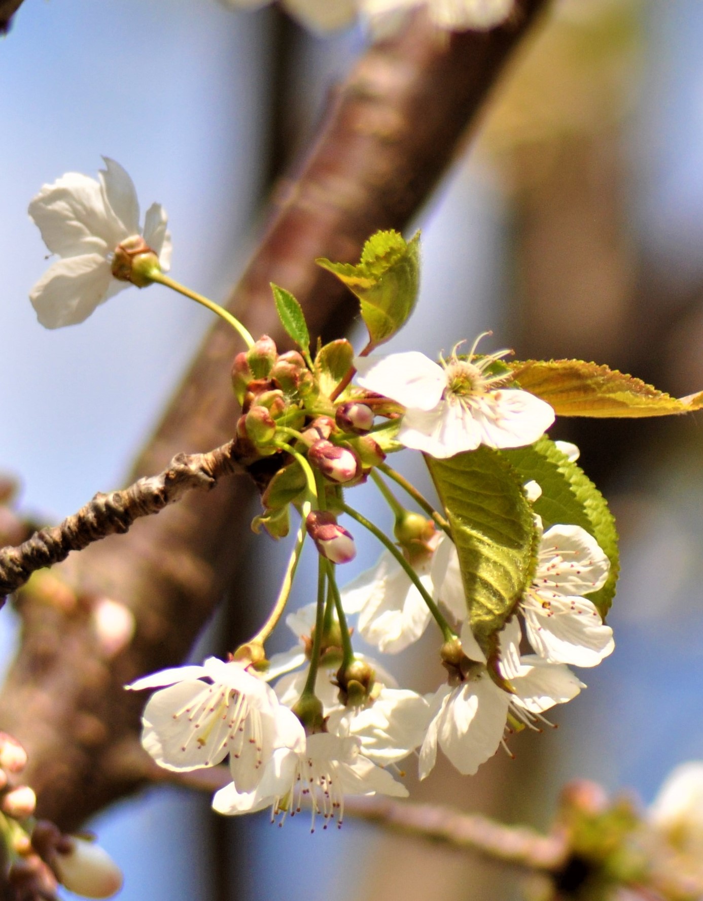 White blossom