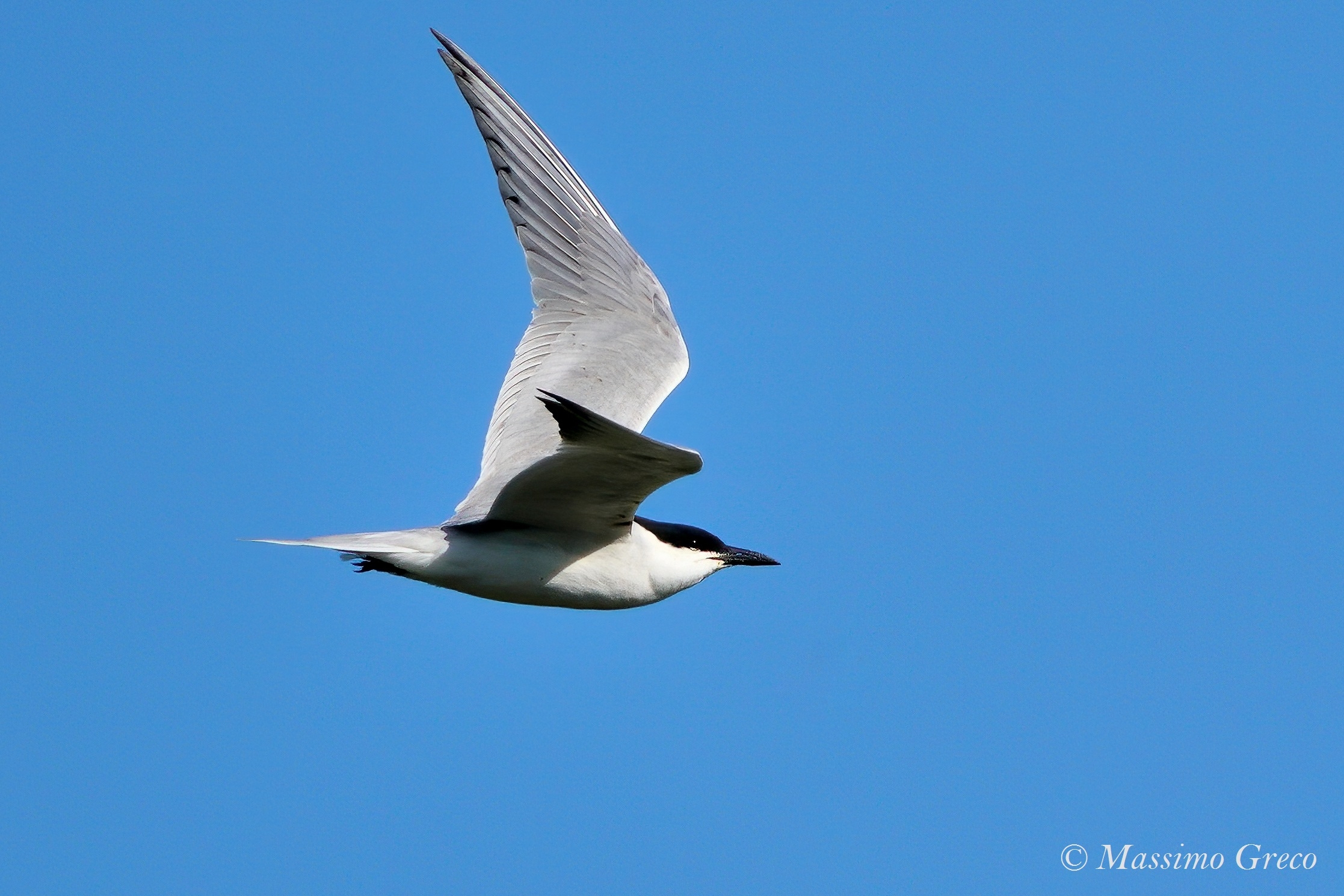 Sterna hirundo (Common Tern, Sea Swallow)