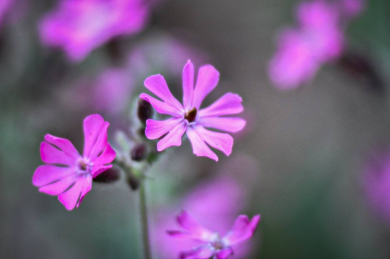 nice flowers