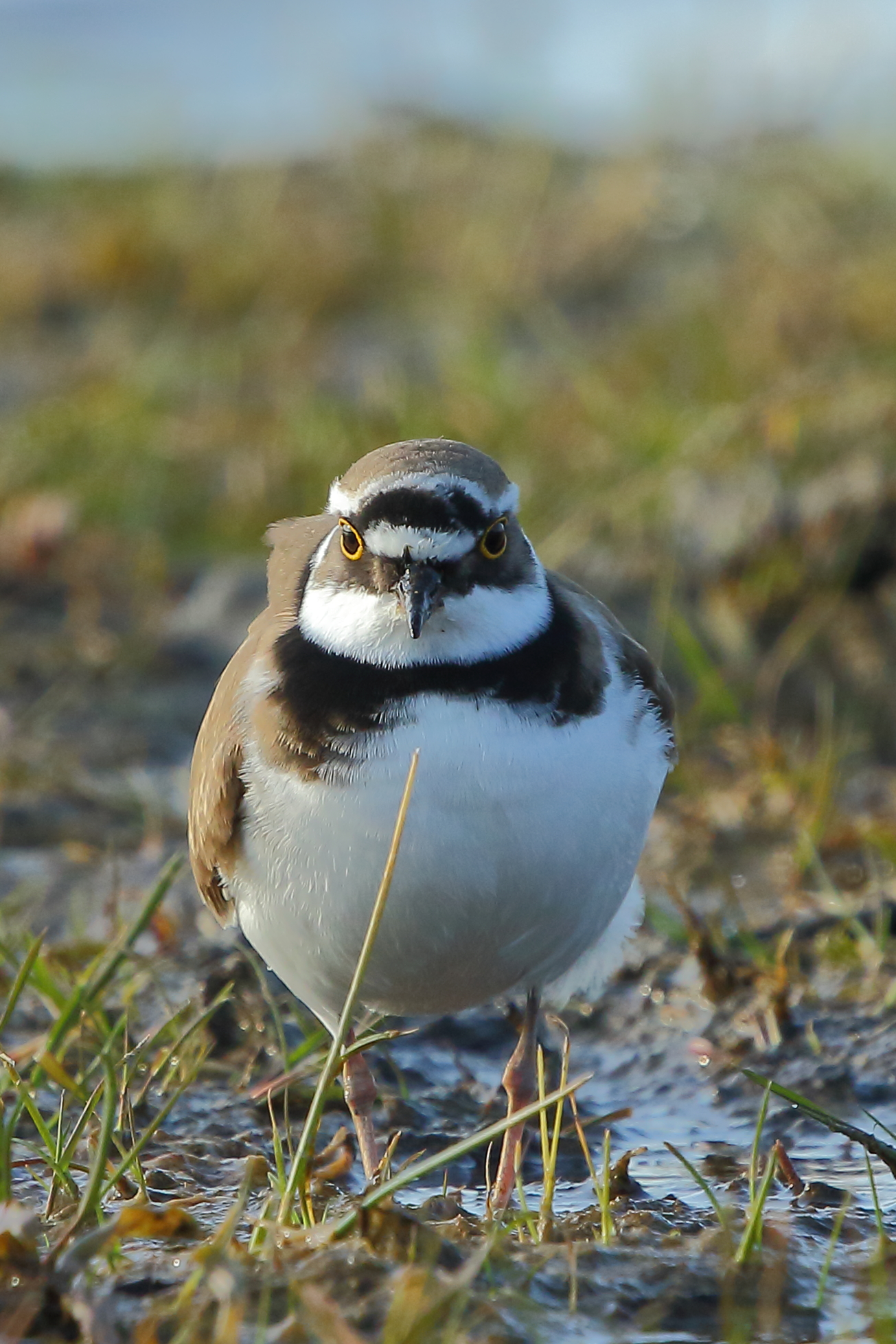 little ringed plover