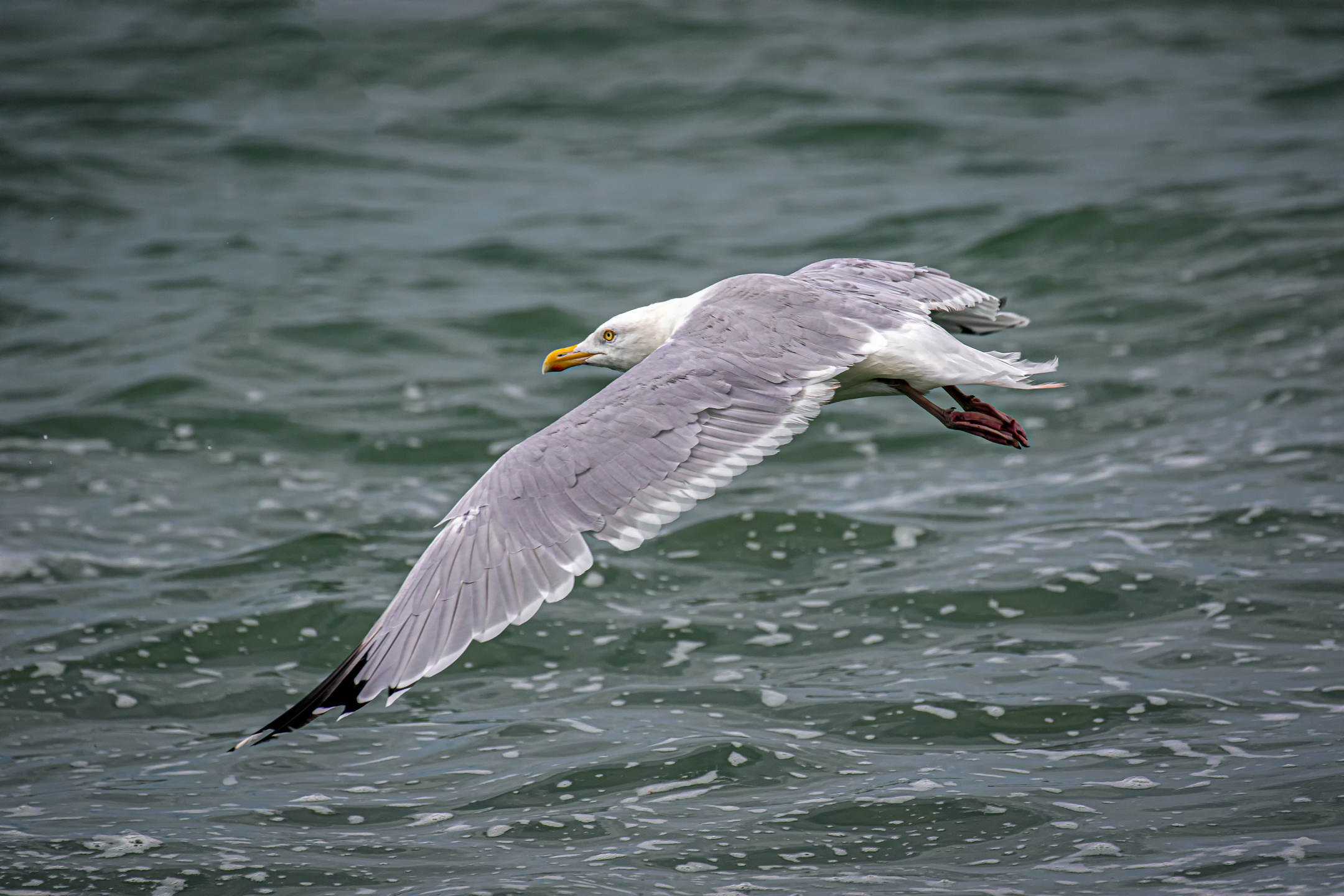 Herring Seagull