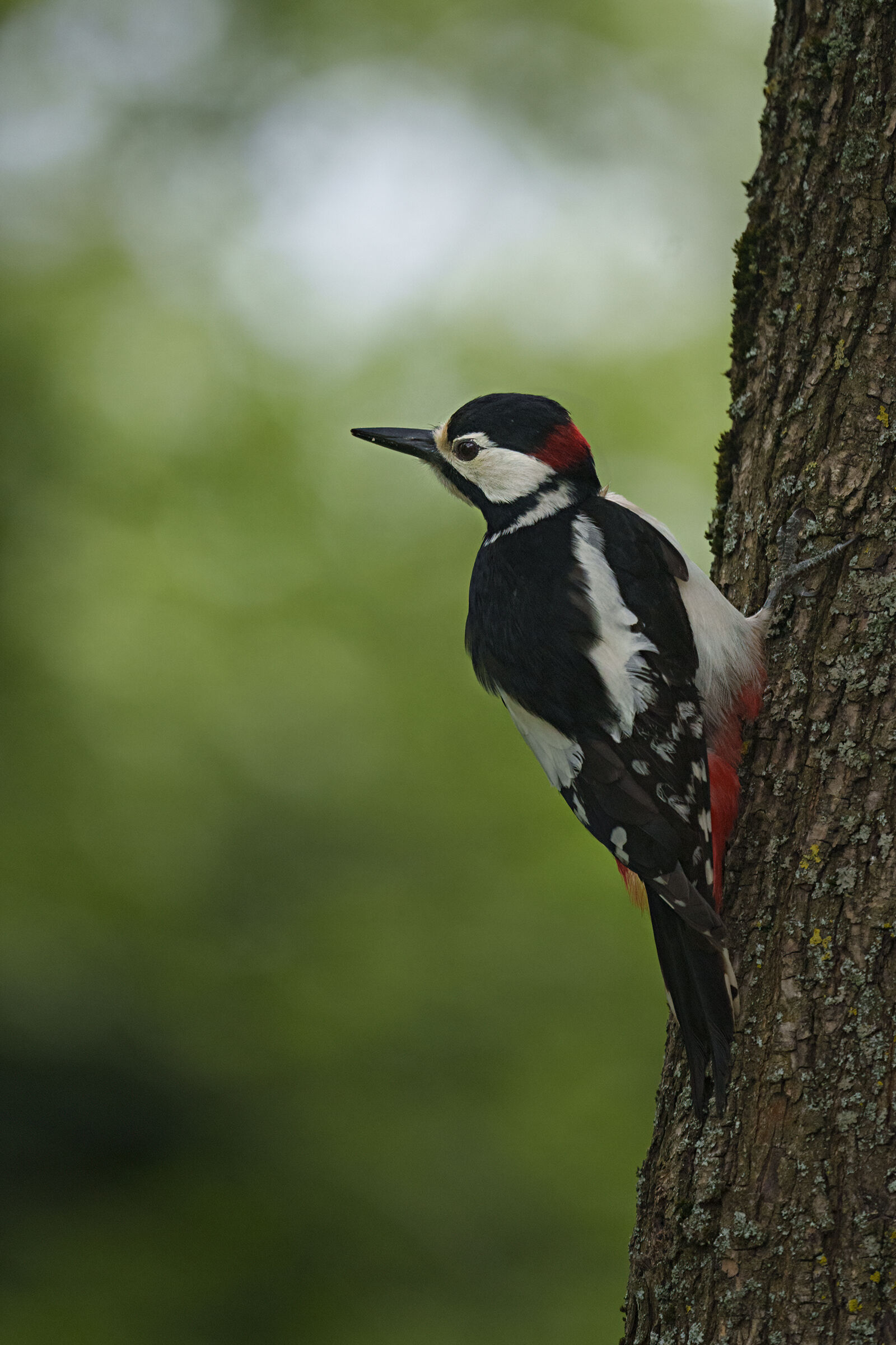 picchio rosso maggiore