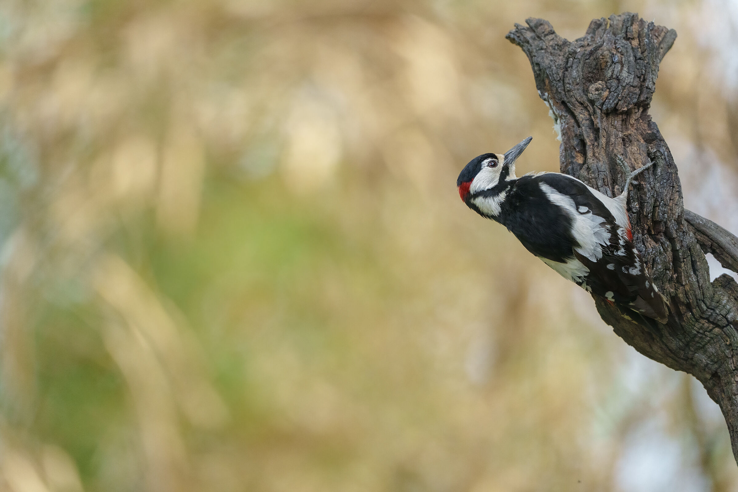 Greater red woodpecker