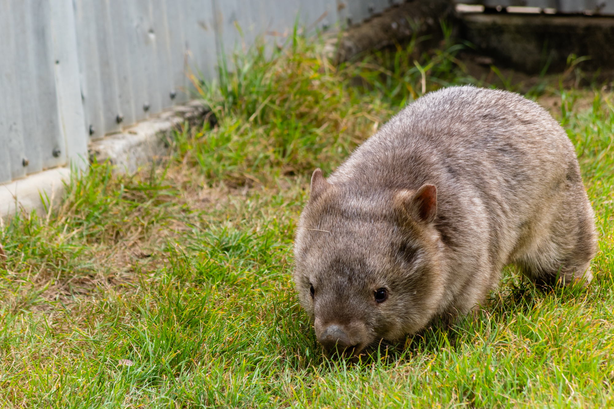 Wombat