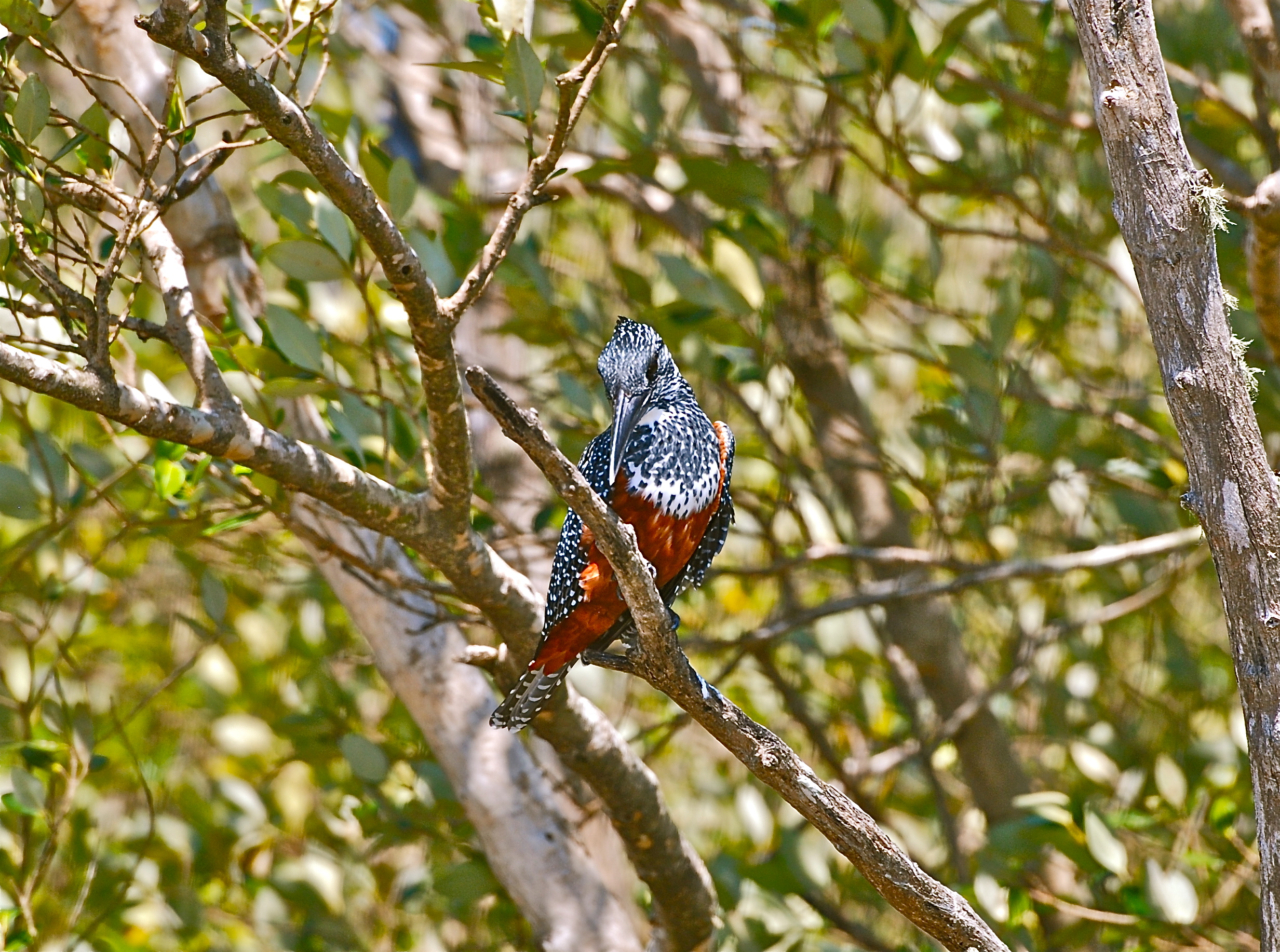 Giant Kingfischer / Megaceryle maxima