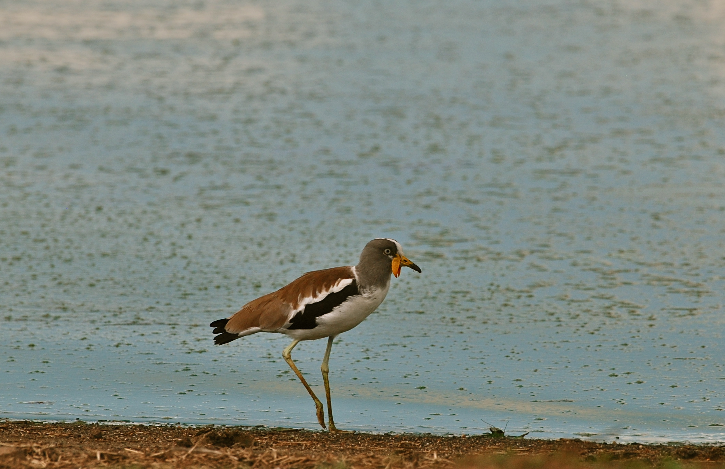 White-crowned Lapwing  / Vanellus albiceps