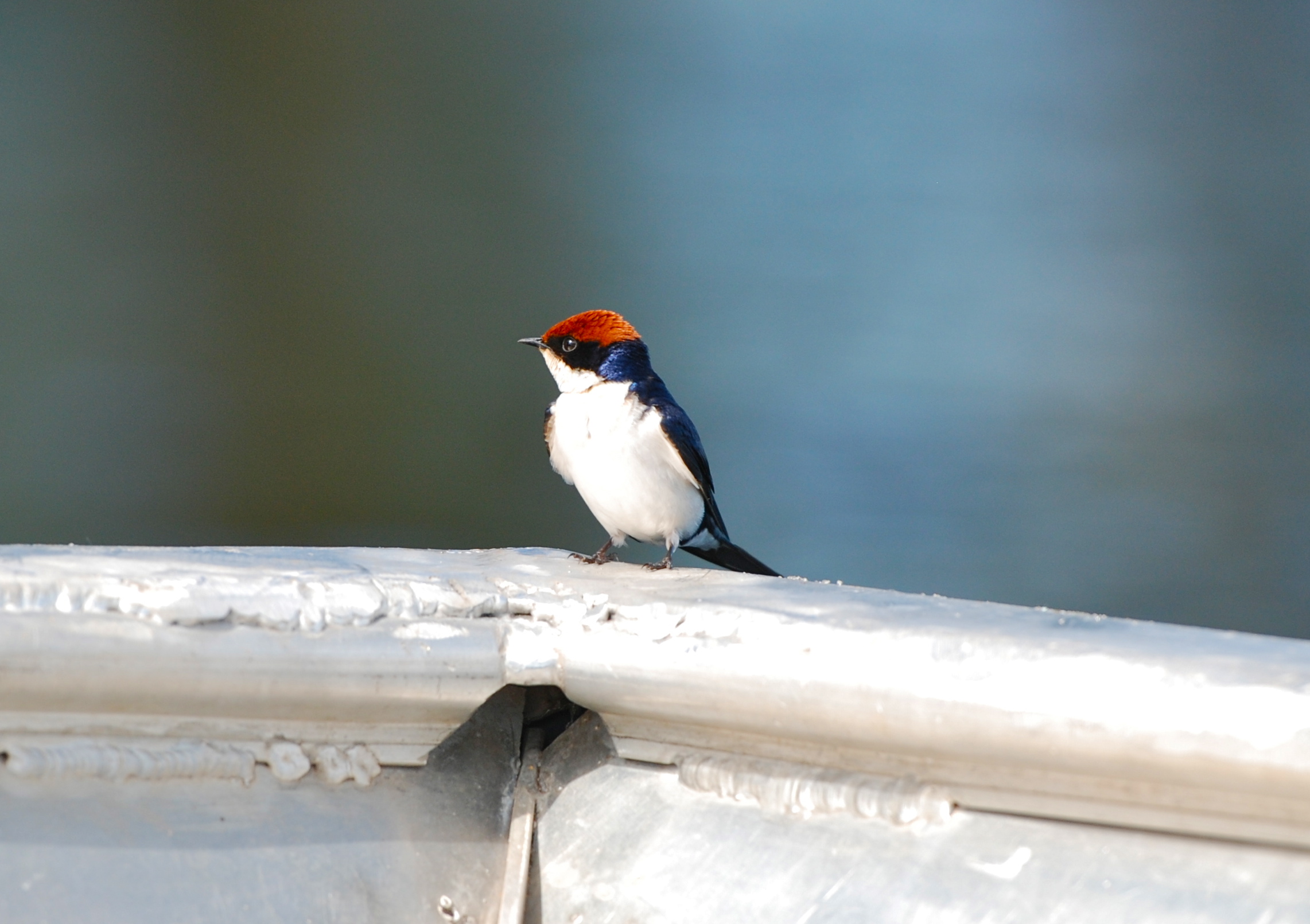Wire-tailed Swallow /  Hirundo Smithii