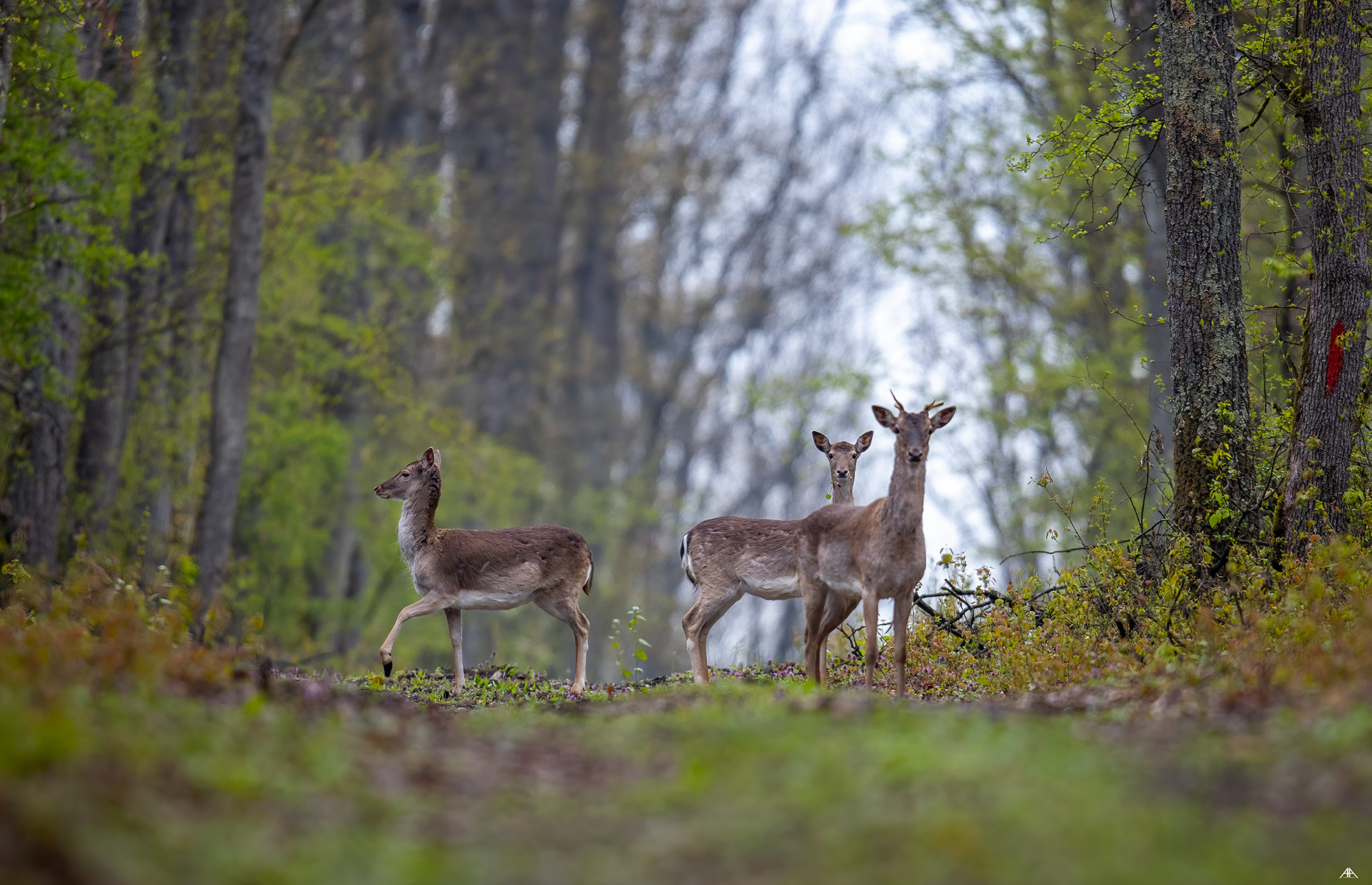 Cerb lopatar si ciute