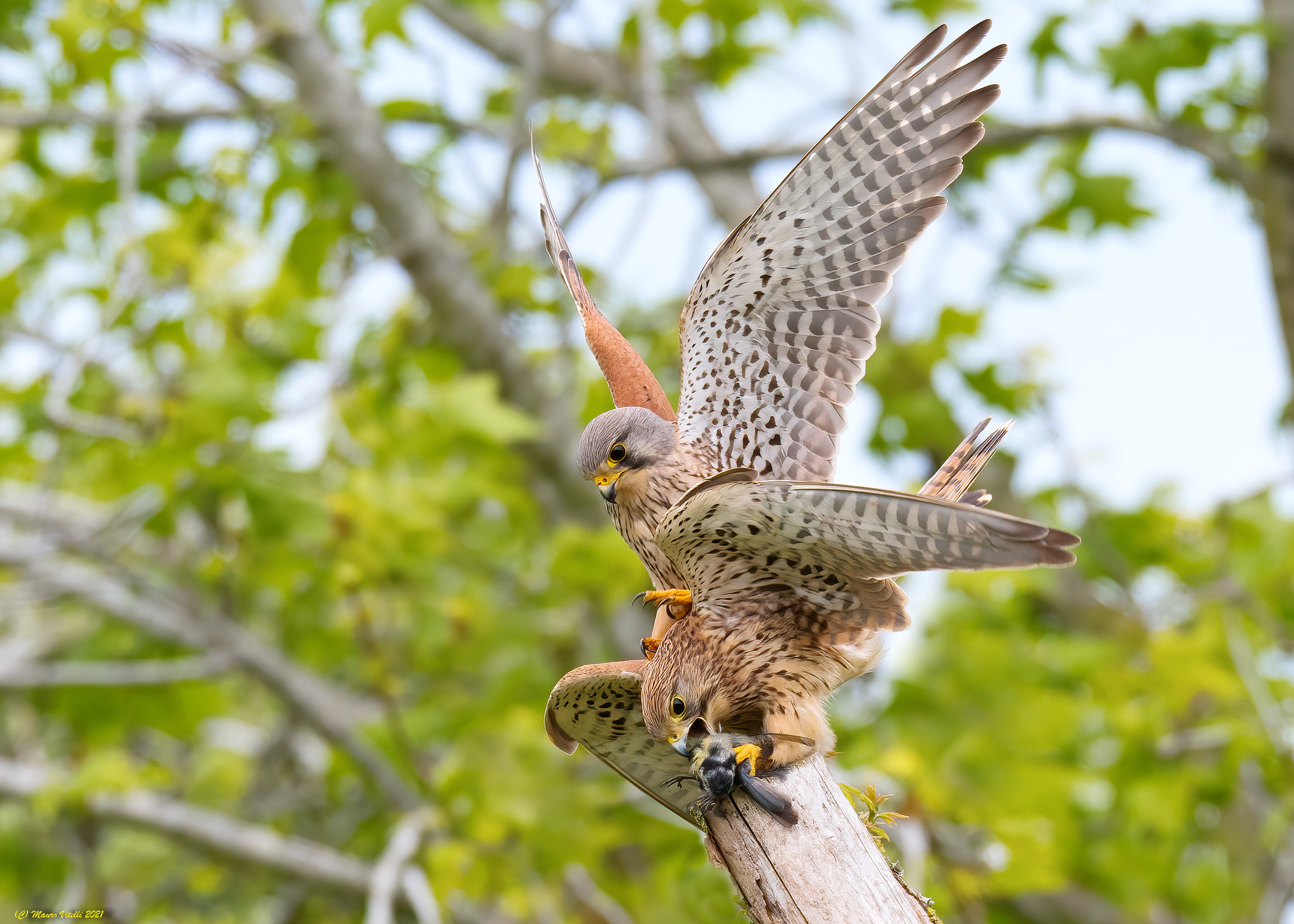 Male and female tingo (Falco tinnunculus)