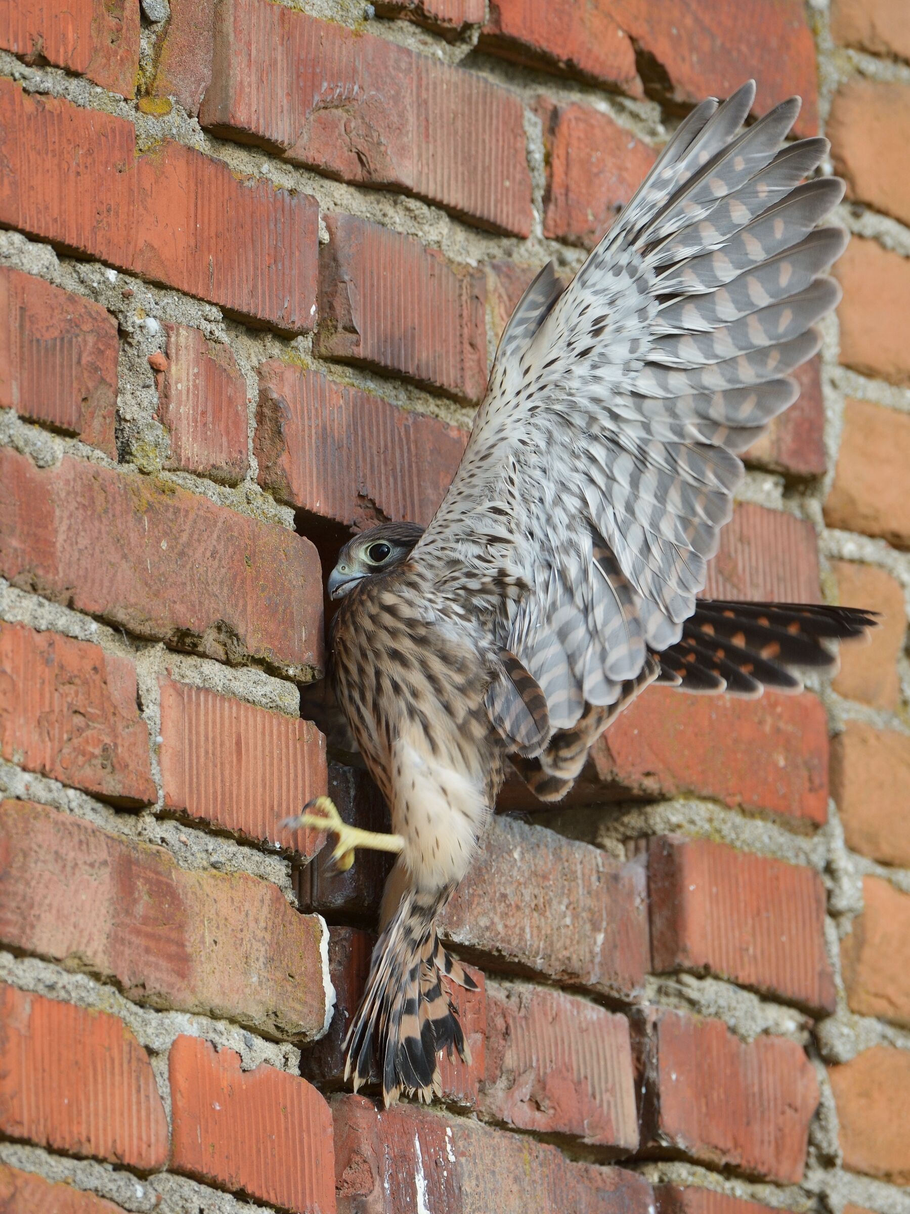 Gheppio (Falco tinniculus), prove di volo