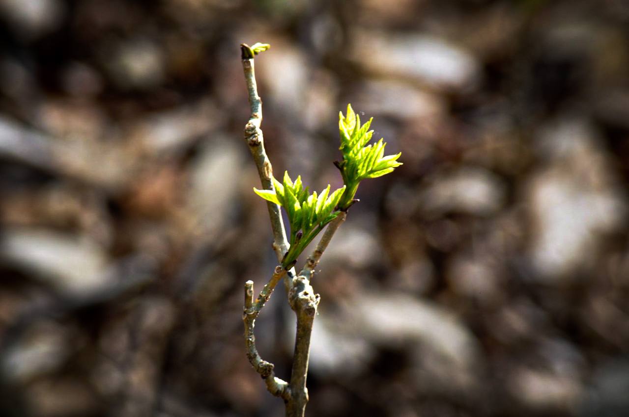 A tree is growing