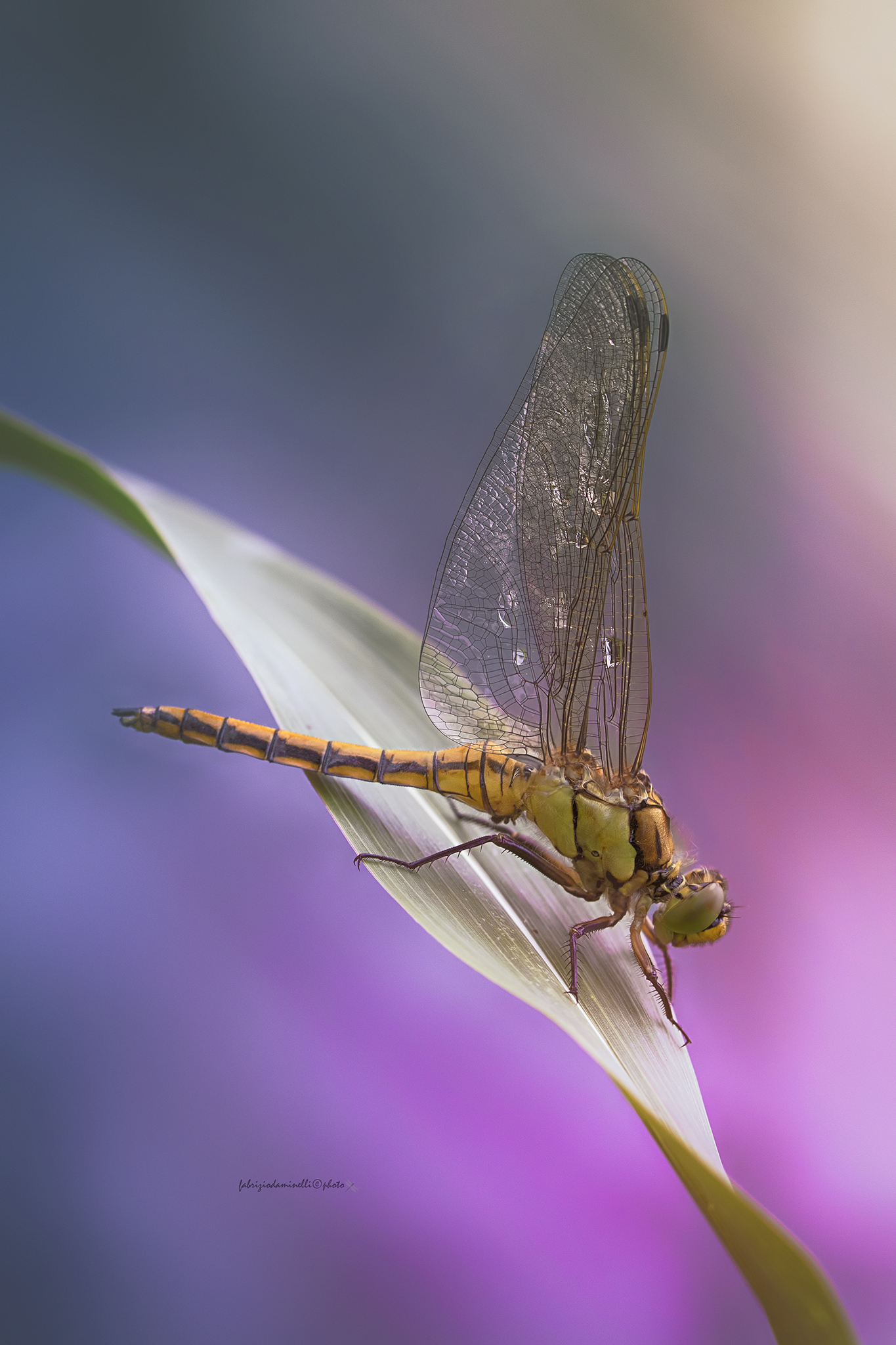 Orthetrum cancellatum  - new born