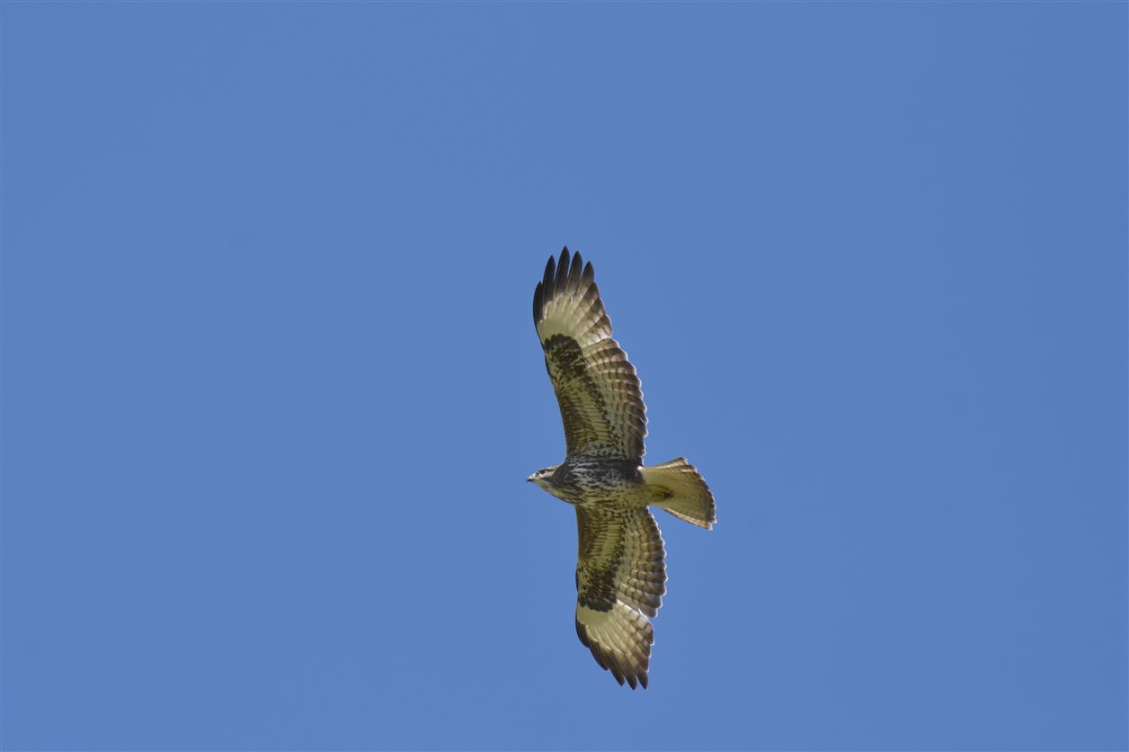 Poiana (Buteo buteo)