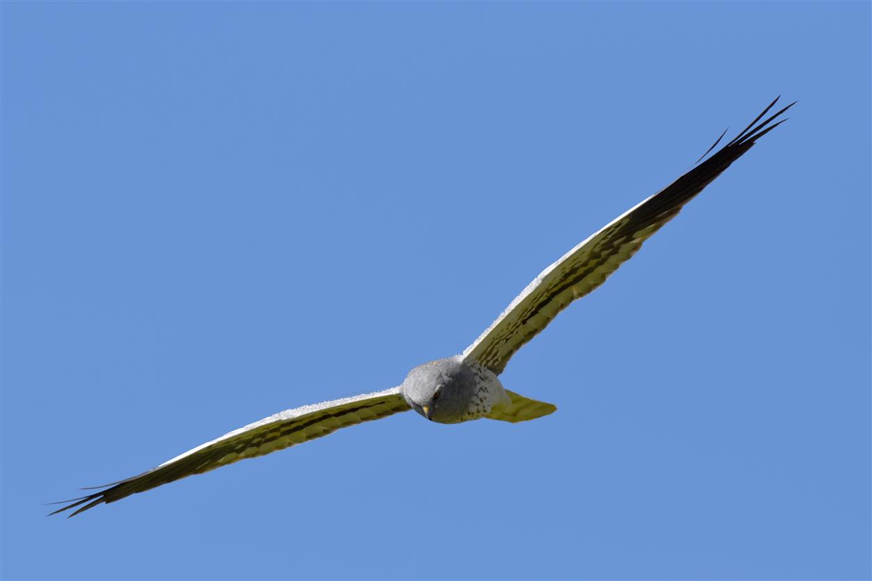 Albanella minore maschio