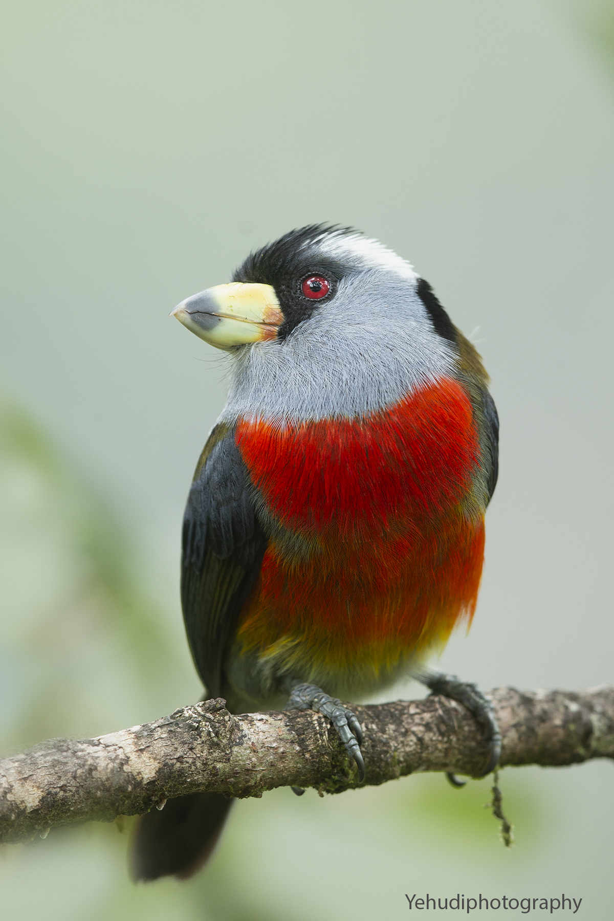 Toucan Barbet