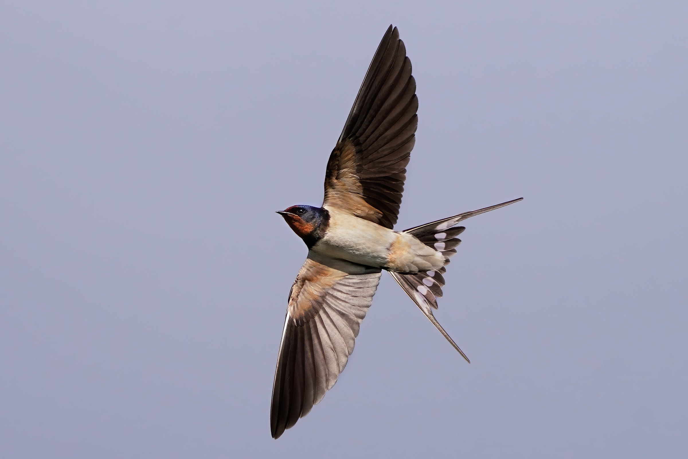 swallow